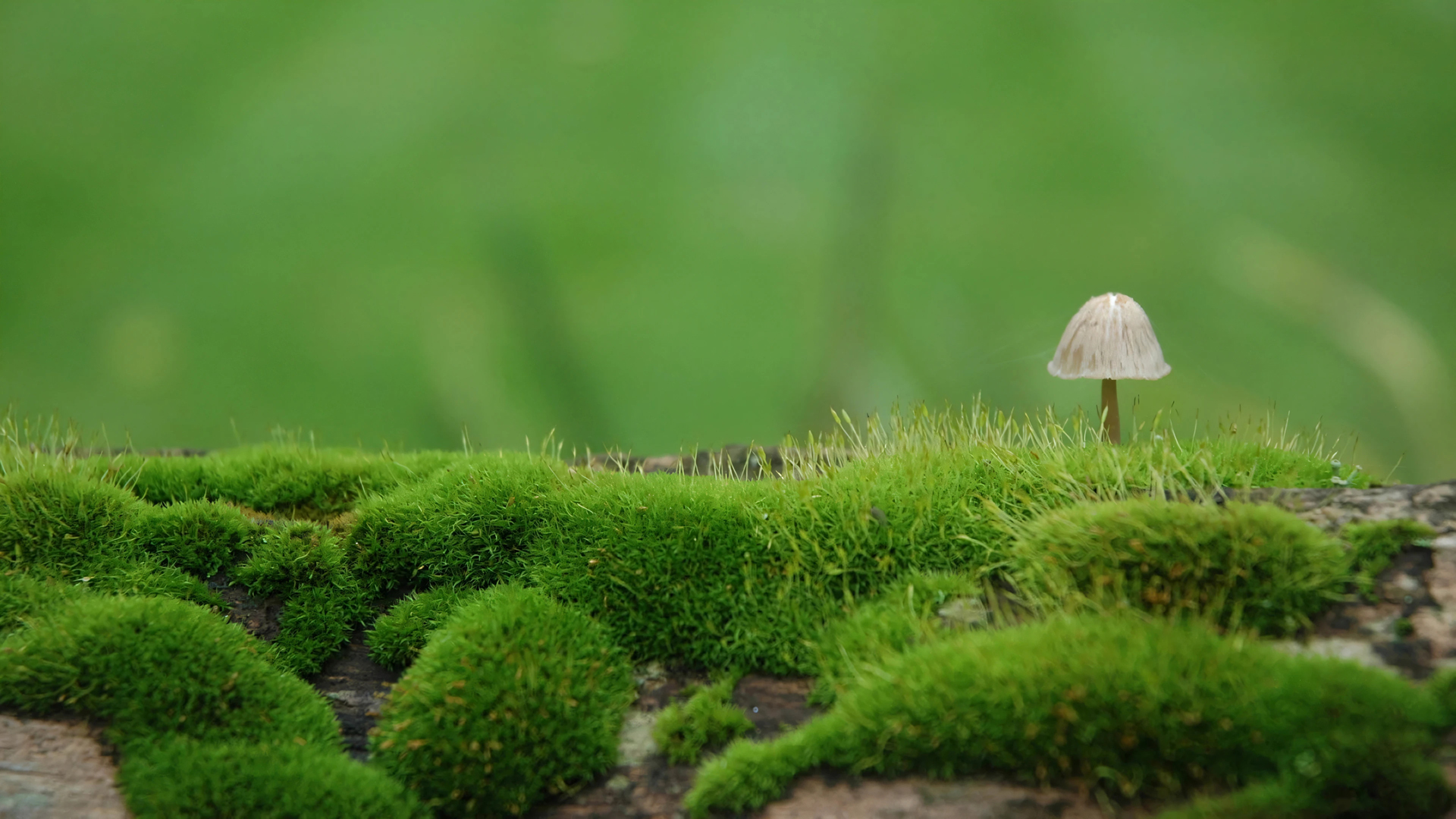 ['绿草地 蘑菇 苔藓 高清壁纸 护眼 自然景观 森林背景 绿色植物 唯美']