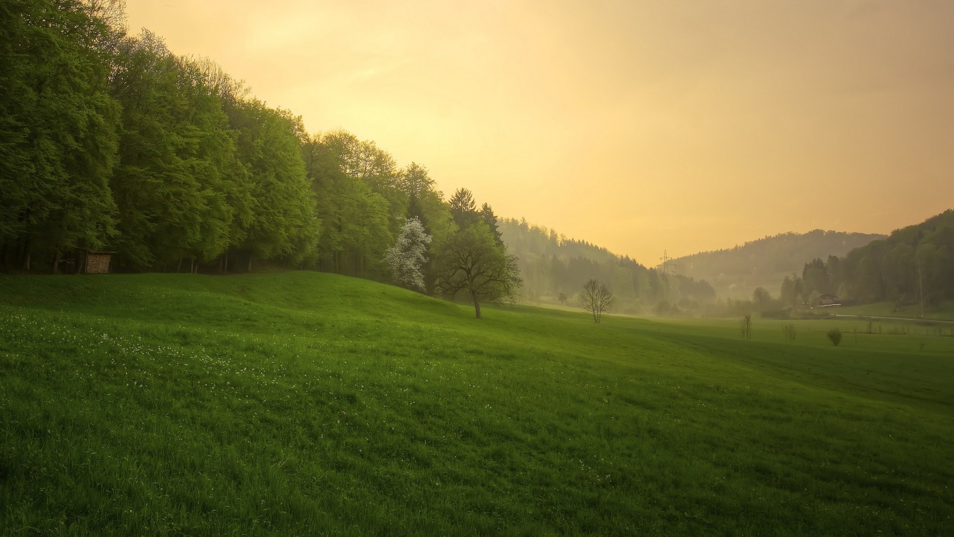 ['高清 自然风景 森林 夕阳 草地 雨后 桌面壁纸']