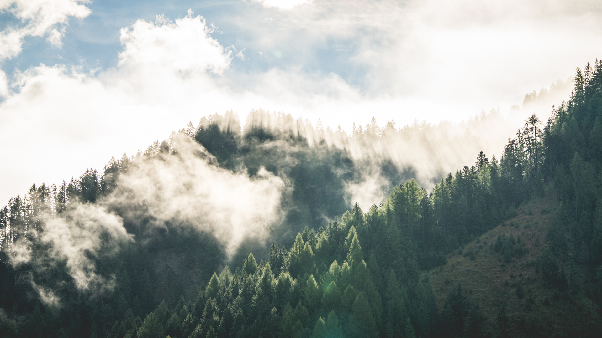 ['晨雾 山林 自然风景 高清壁纸 森林雾气 清晨山水']