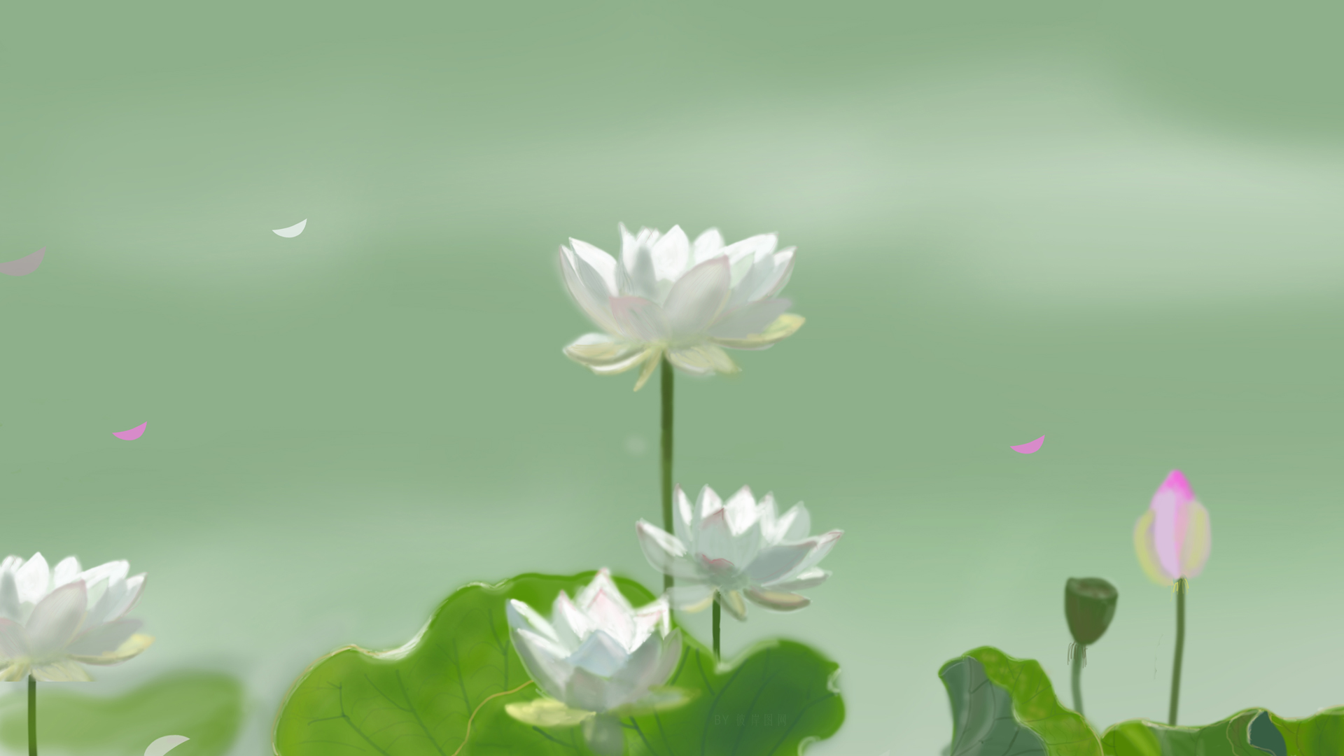 ['白色荷花 小清新 护眼 高清 电脑壁纸']