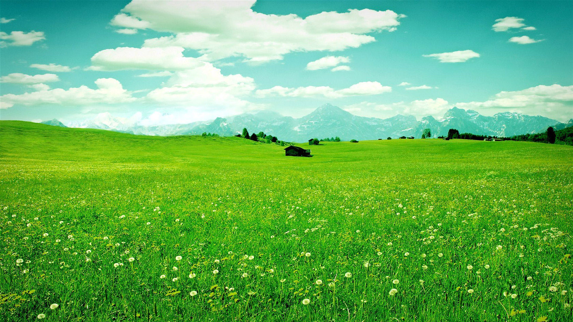 ['蓝天白云 绿草地 野花 自然风景 桌面壁纸']