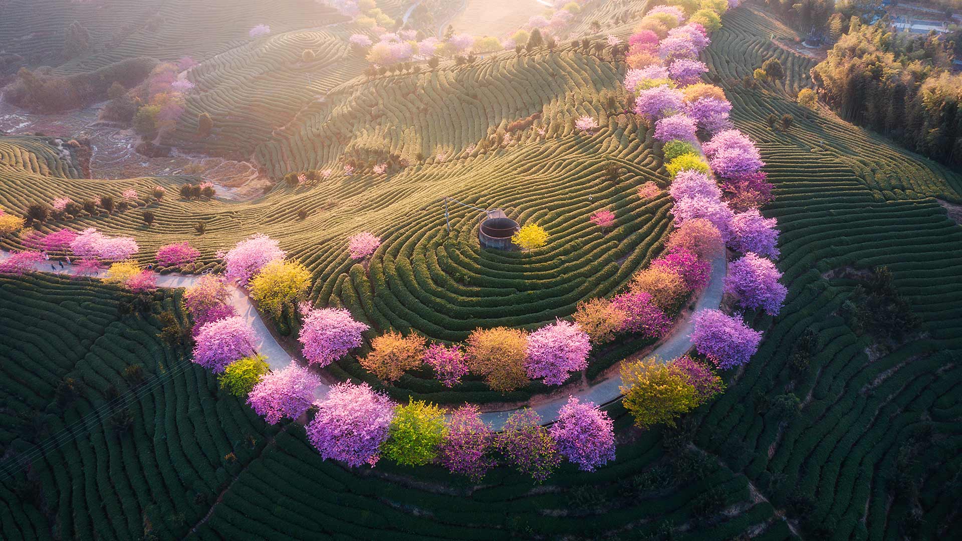 ['永福樱花园 樱花海 茶园风光 粉色浪漫 风景壁纸推荐']