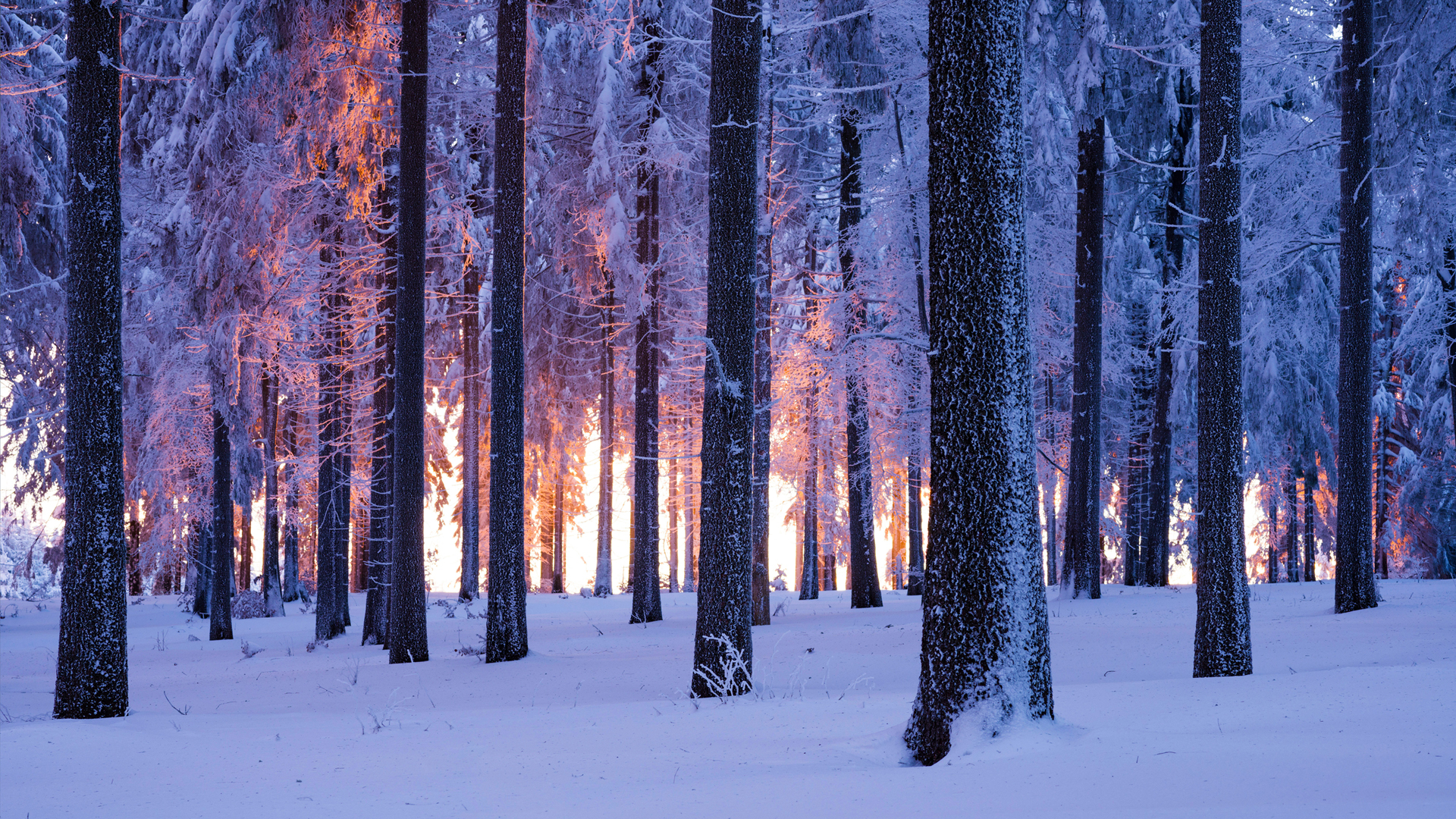 ['冬季雪景 树林风光 自然风景壁纸']