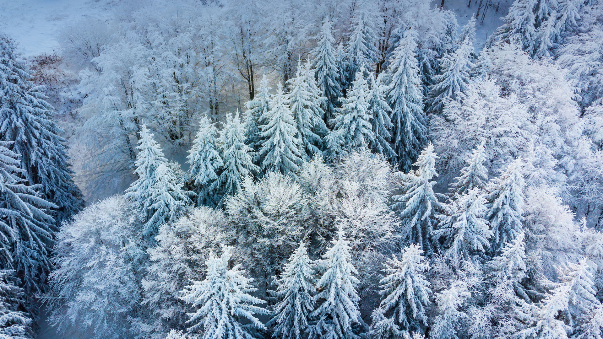 ['高清冬季雪景俯瞰森林风景壁纸']
