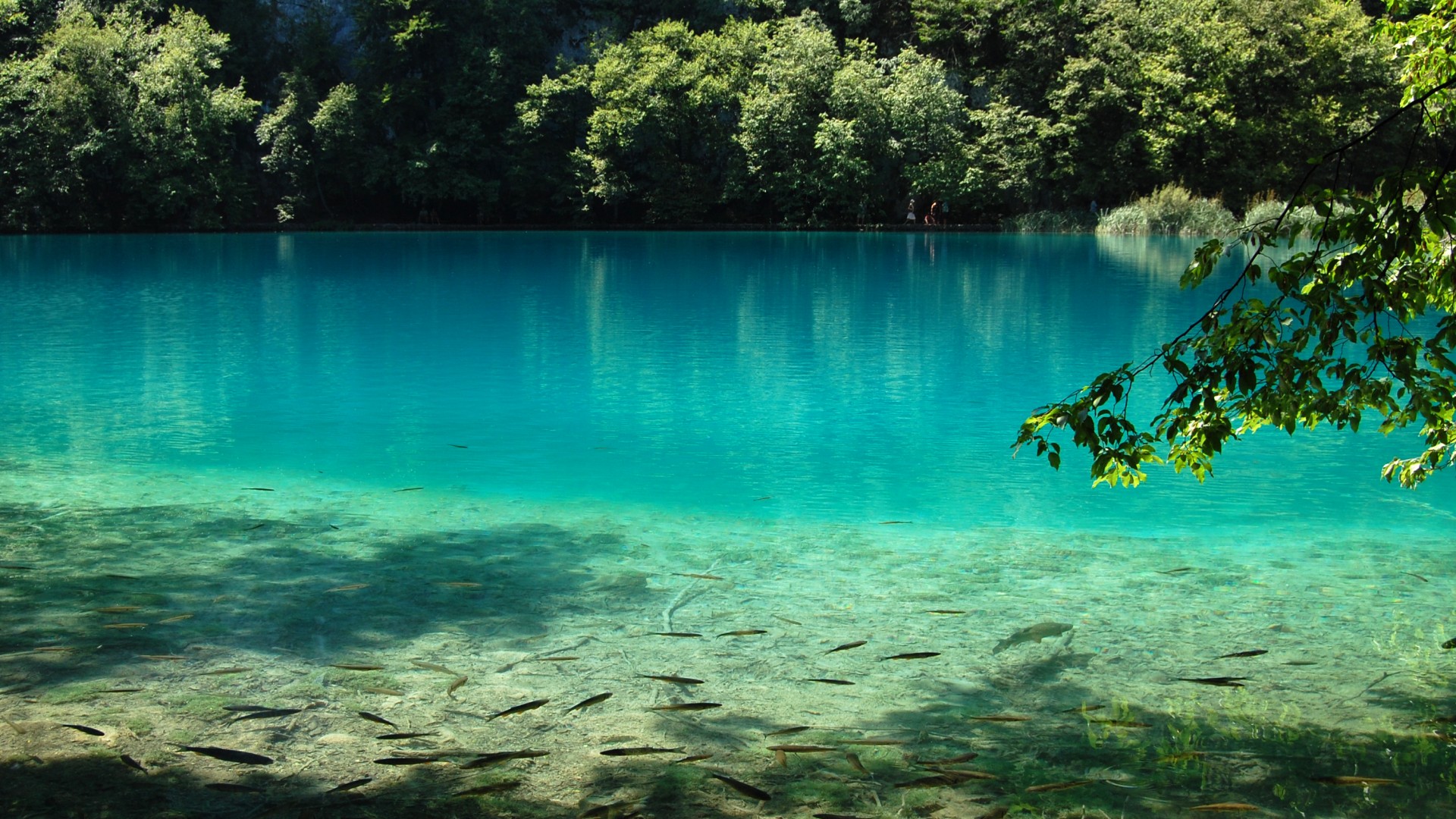 ['蓝色湖水自然风景区桌面壁纸 鱼']