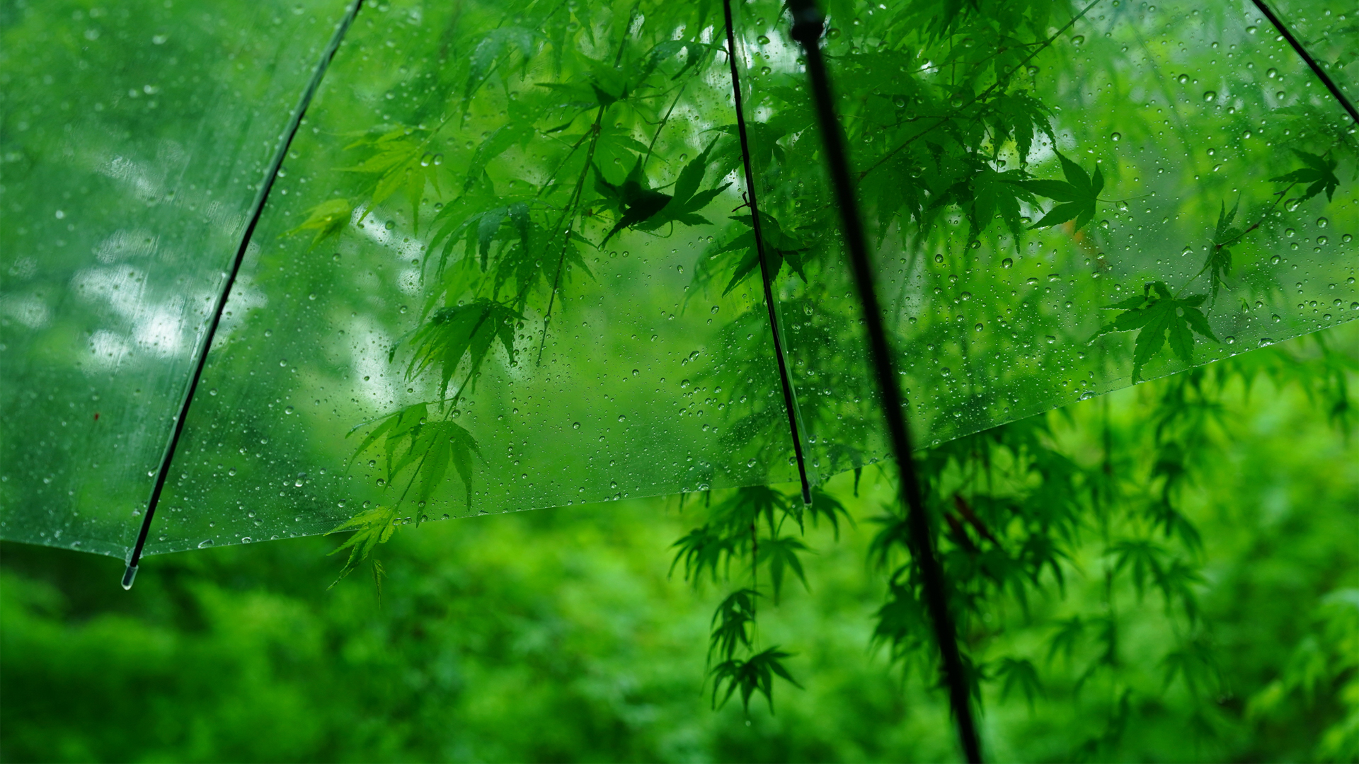 ['绿色树叶遮阳伞水珠 清新护眼高清壁纸']