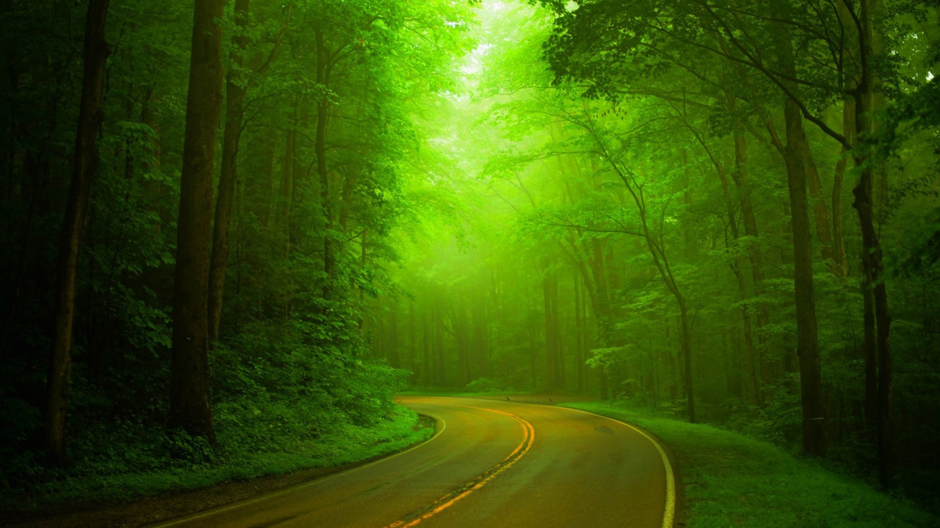 ['自然 绿色森林 树林 公路 朦胧 自然风景 护眼壁纸 高清']