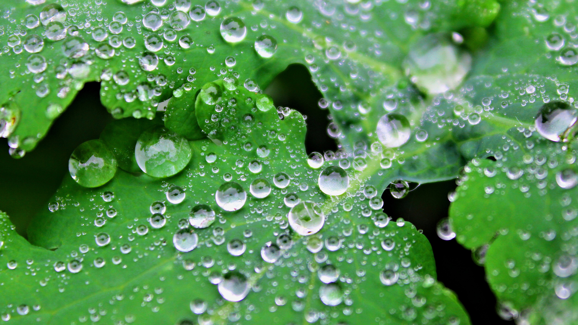 ['绿色植物 叶子 水珠 护眼高清壁纸 自然清新电脑手机背景']