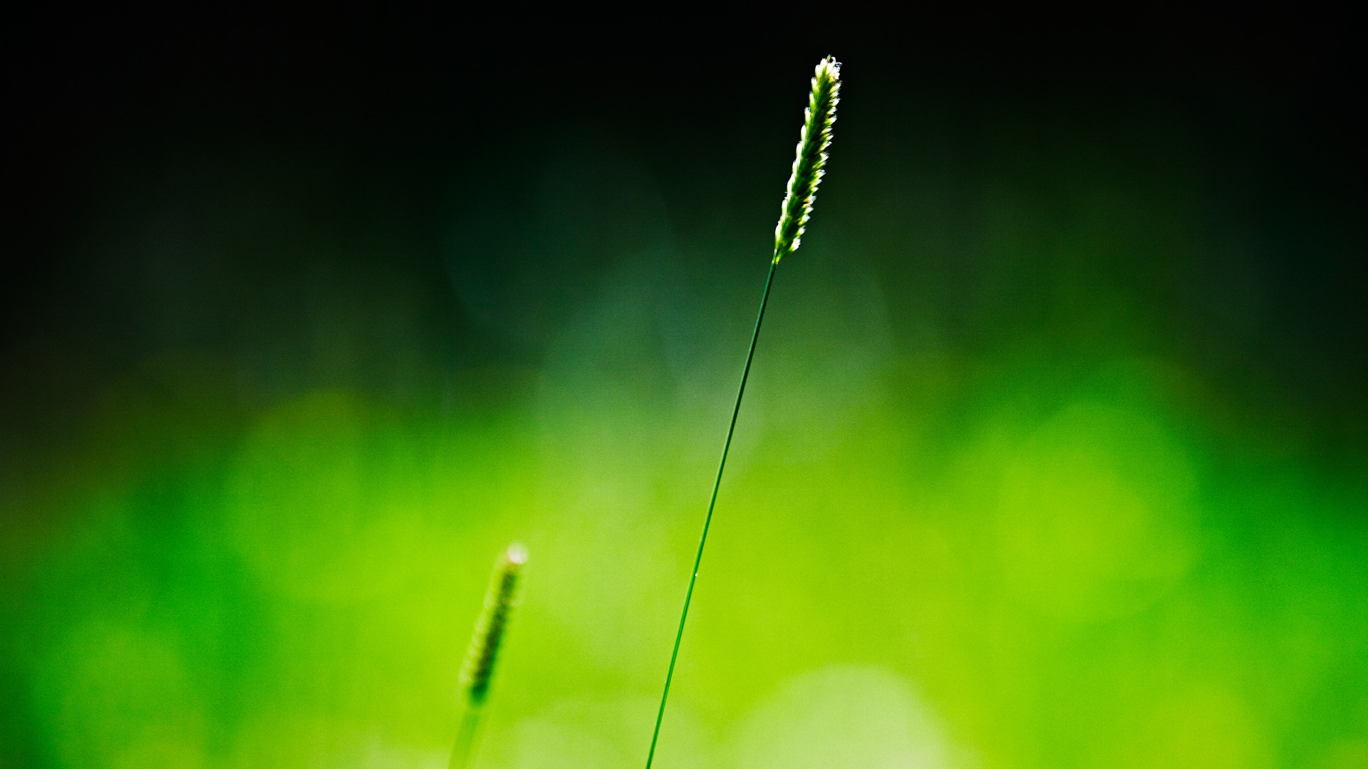 ['绿色背景 电脑壁纸 草 秸秆']