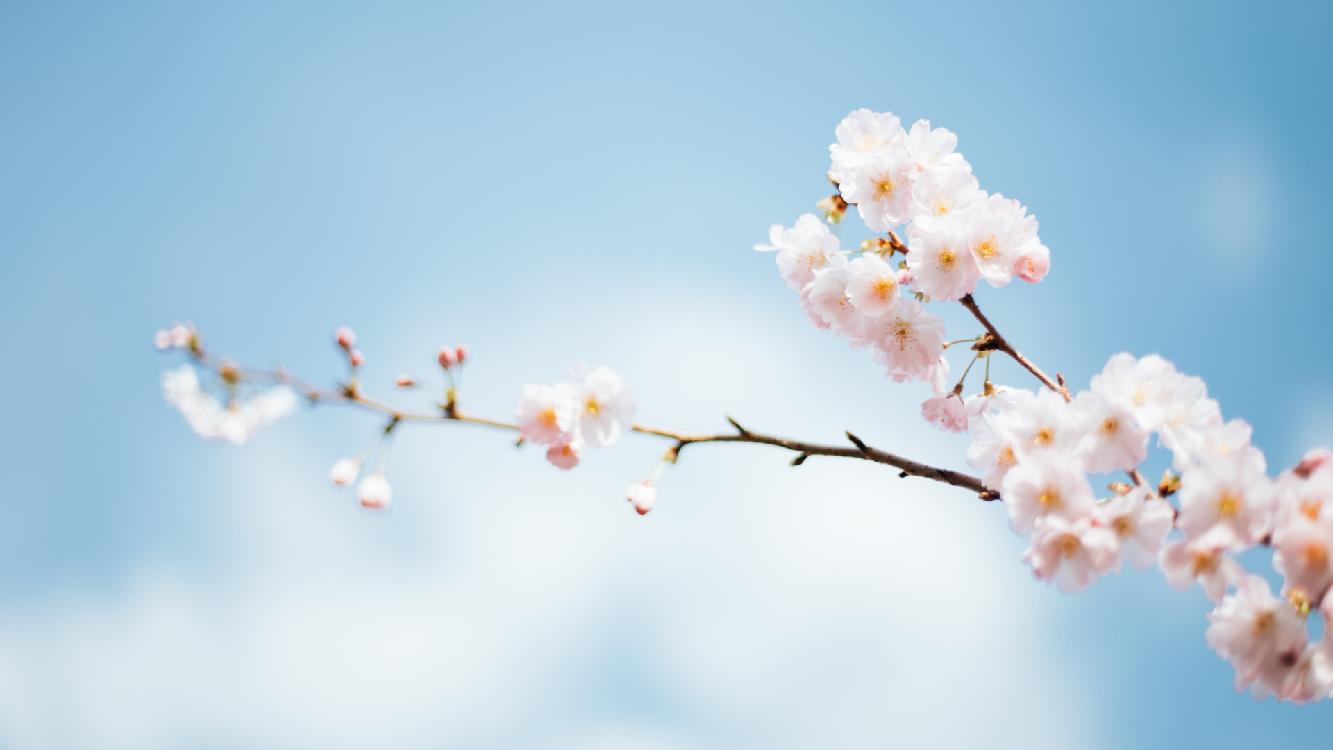 ['春天 梅花 高清 唯美 电脑壁纸']