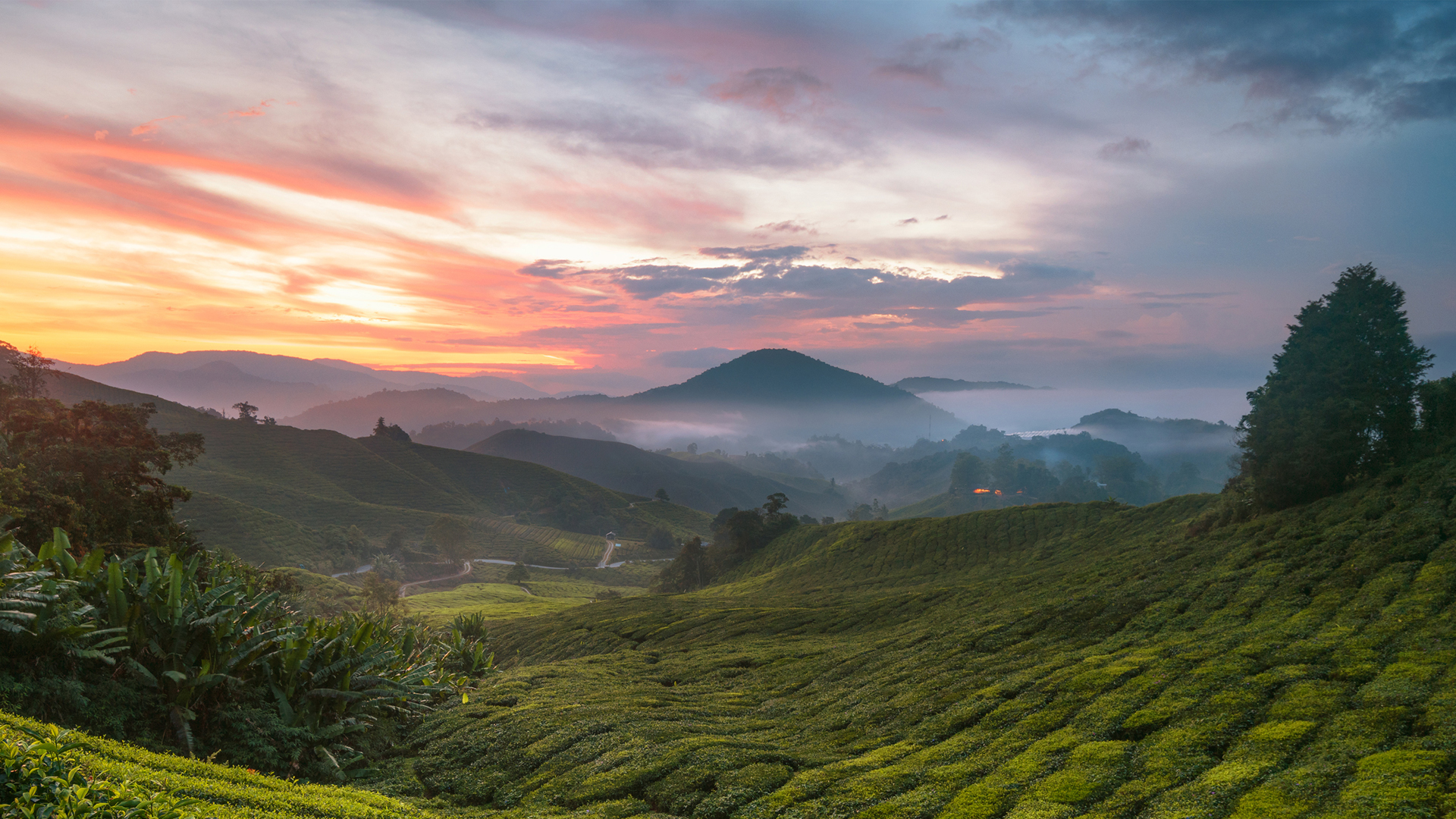 ['高地茶园风景桌面壁纸 高清 绿色自然风光 茶园生态图片下载']