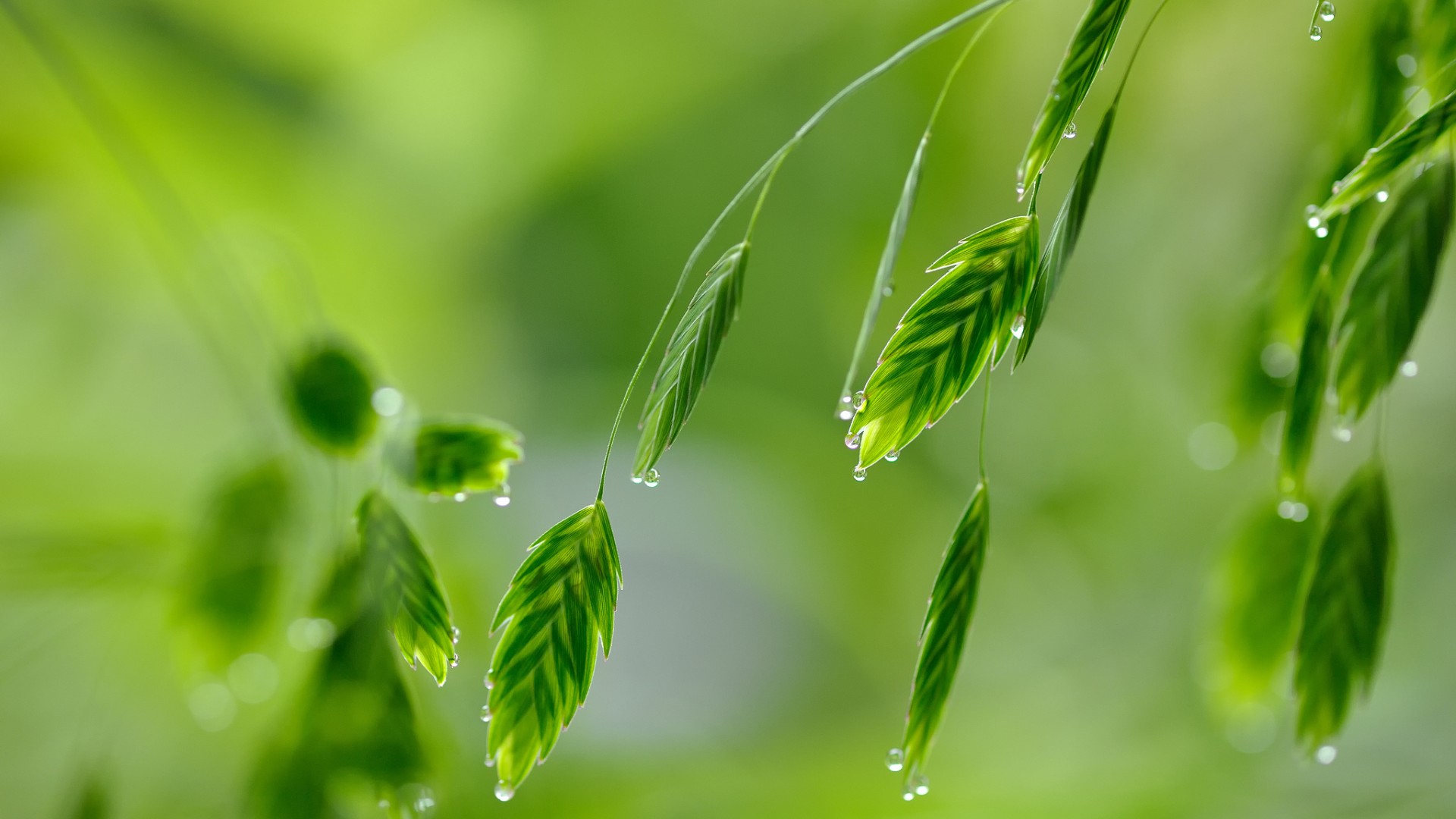 ['绿色植物 露珠 水滴 高清护眼壁纸']