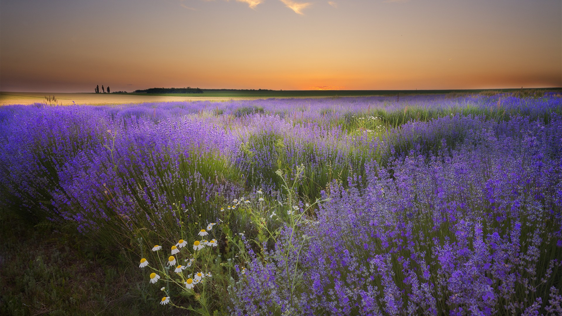 ['夏日薰衣草花海 紫色雏菊 自然风景壁纸 夏季草地天空']