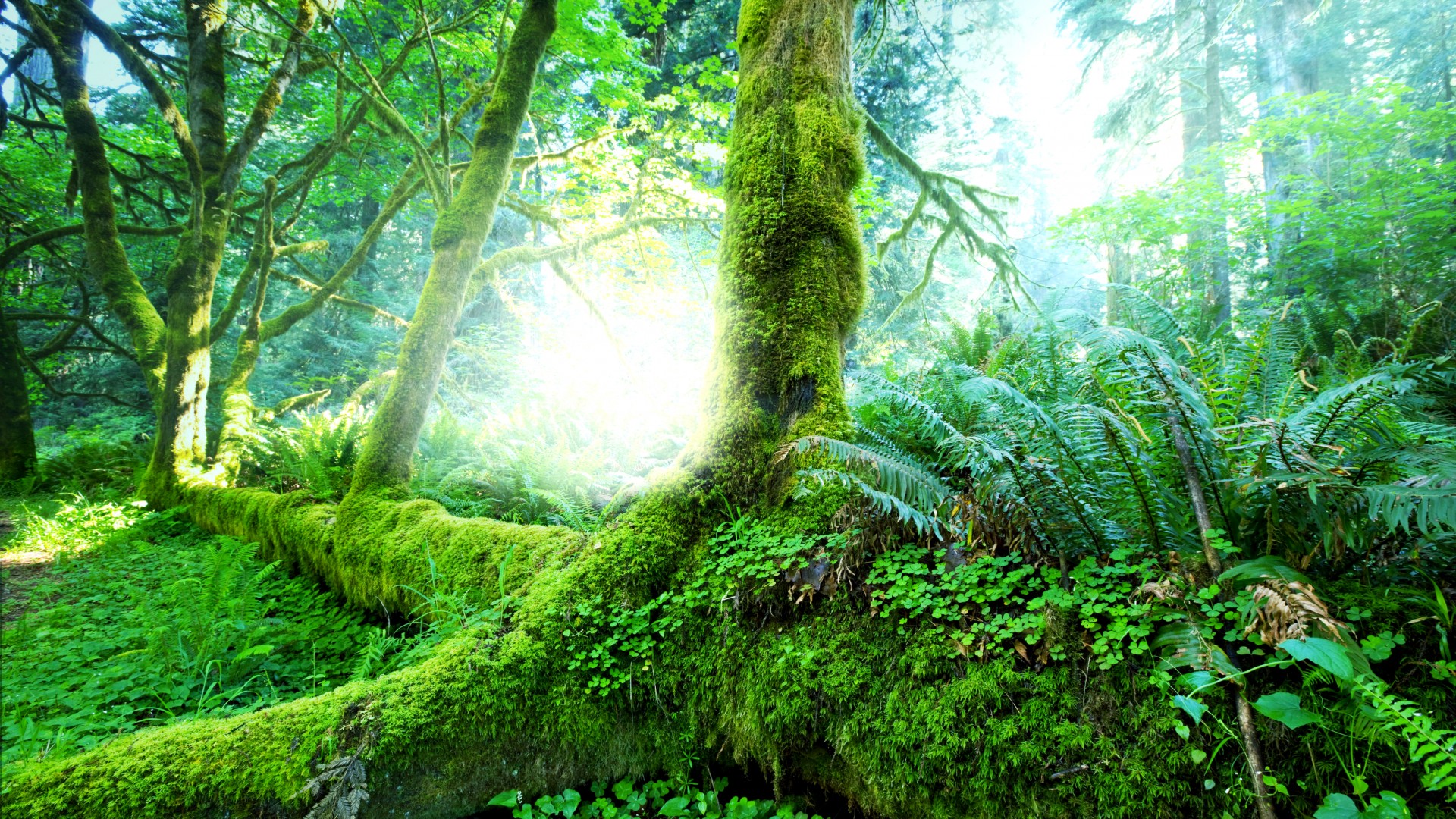 ['绿色森林 丛林 树木 自然风景 桌面壁纸']