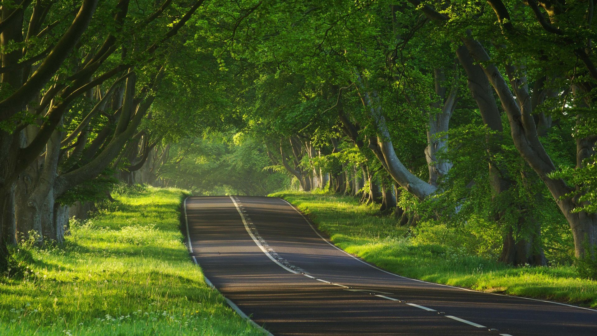 ['自然 公路 道路 树林 风景 壁纸 路径 高清桌面壁纸']