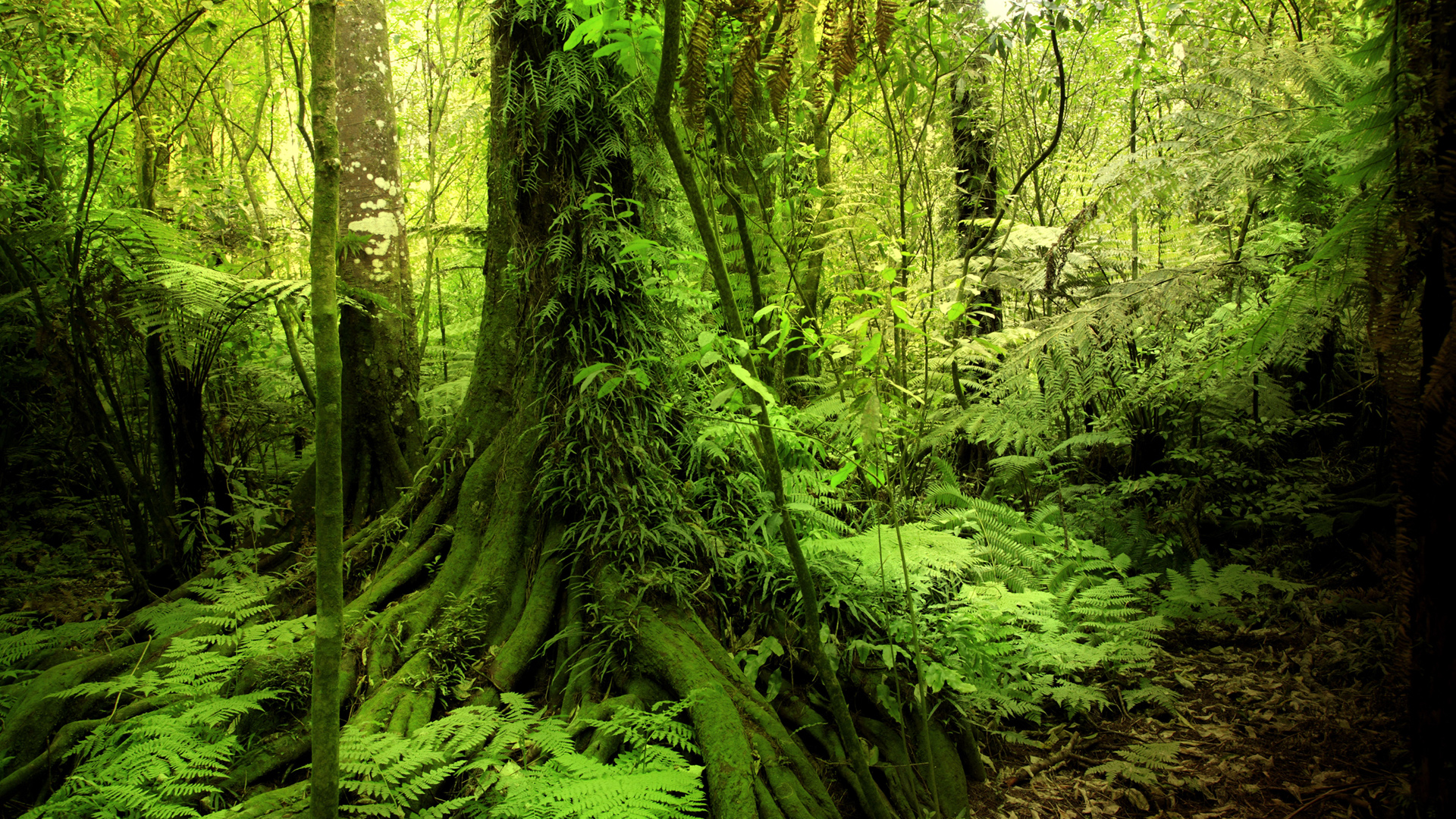 ['绿色森林 苔藓 灌木 丛林 自然风景 桌面壁纸']