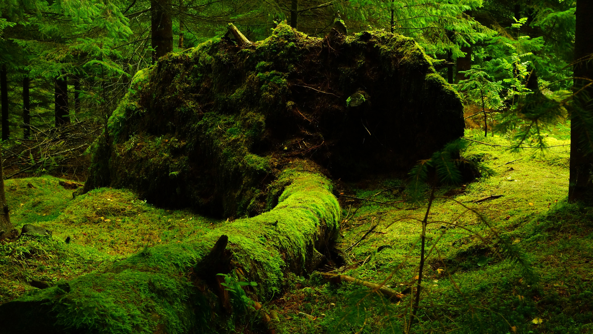 ['高清自然森林苔藓树木风景桌面壁纸']