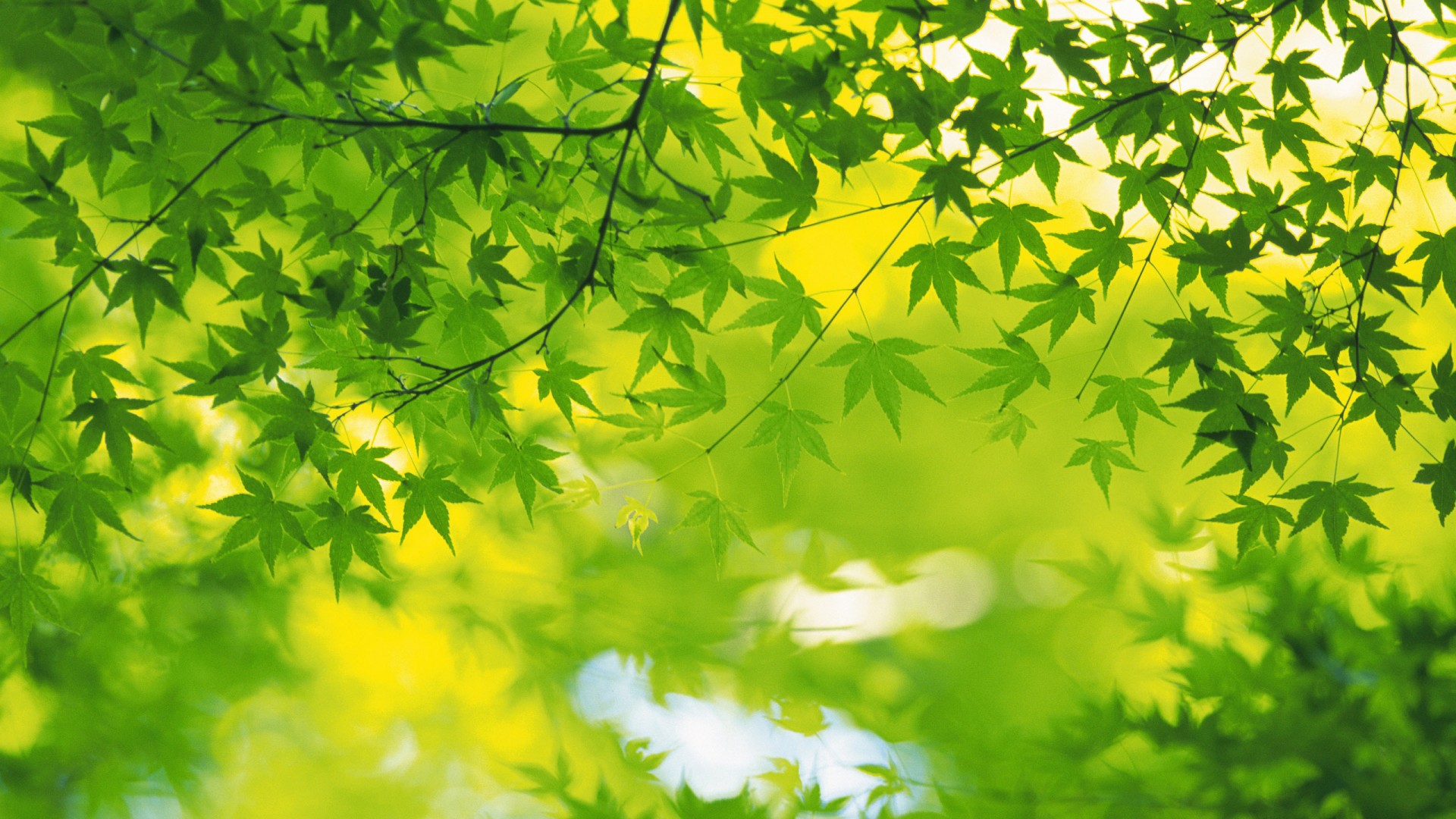 ['高清绿色叶子护眼壁纸 夏日自然风光桌面背景']