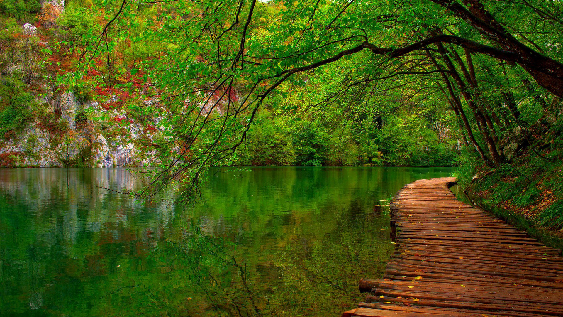 ['绿色森林 自然风景 桌面壁纸 春天 公园 河水 树木 树叶']