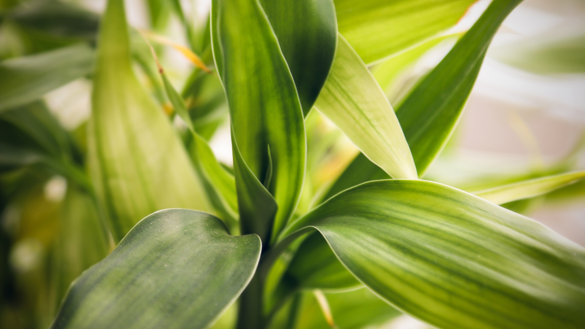 ['绿色植物 叶子 桌面壁纸 护眼 高清 自然 清新']