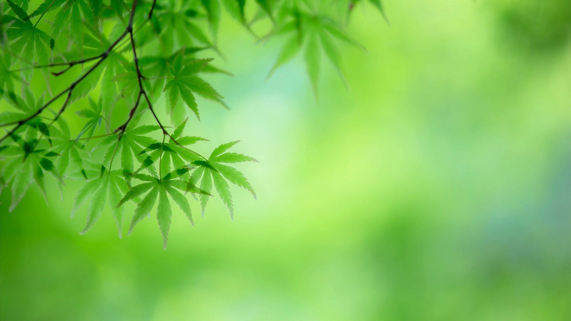 ['绿色树叶树枝自然护眼桌面壁纸']
