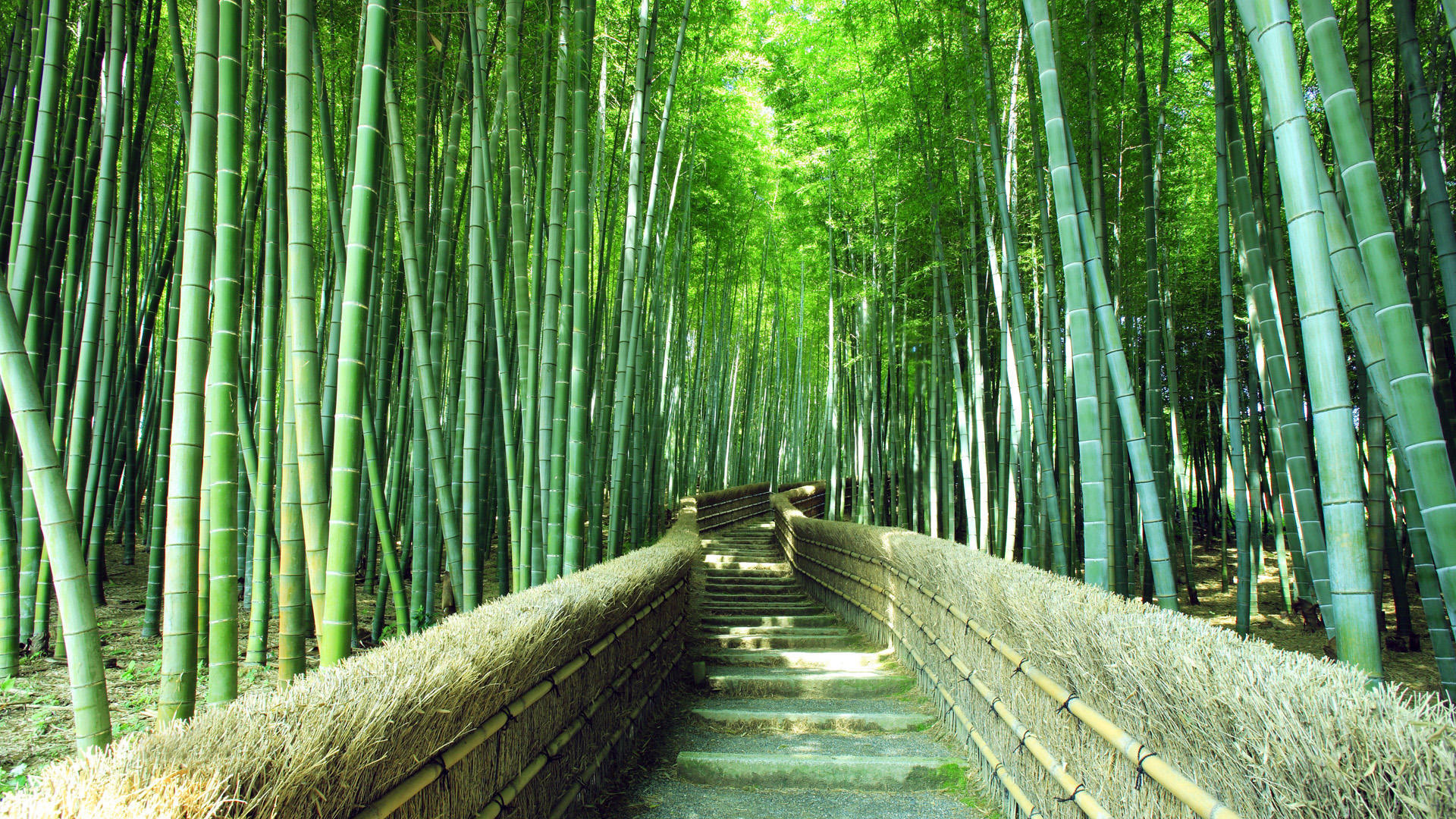 ['竹林小径 高清壁纸 自然风景 清新绿色 桌面壁纸']