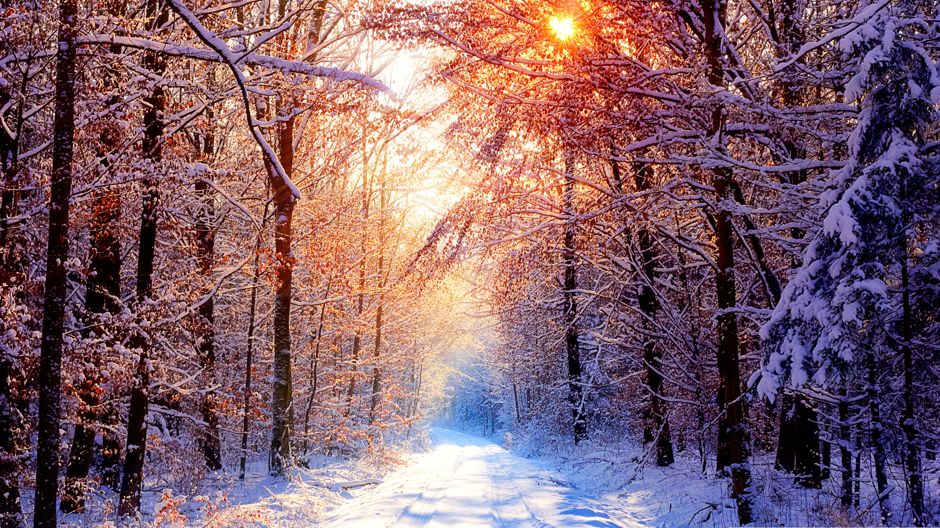 ['冬天 早晨 光线 雪景 风景 壁纸']
