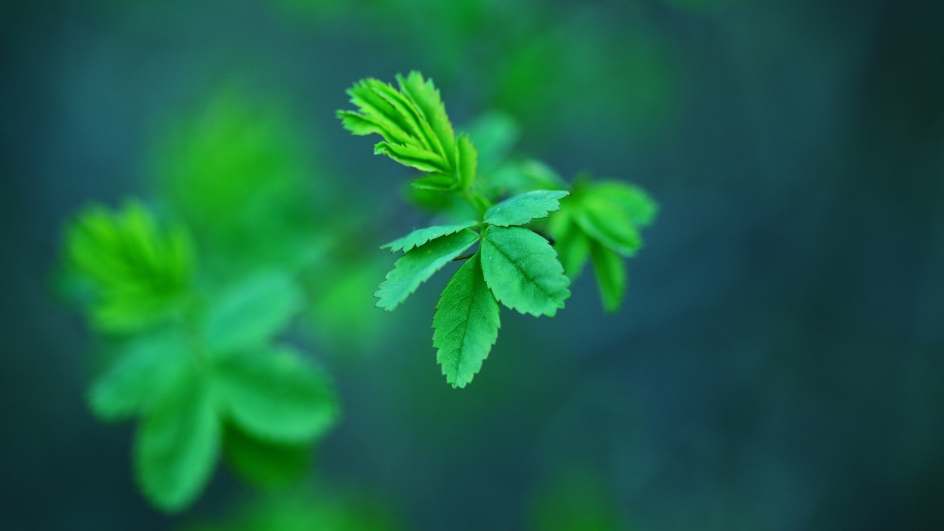 ['护眼绿色植物叶子高清壁纸小清新自然风景桌面壁纸下载']