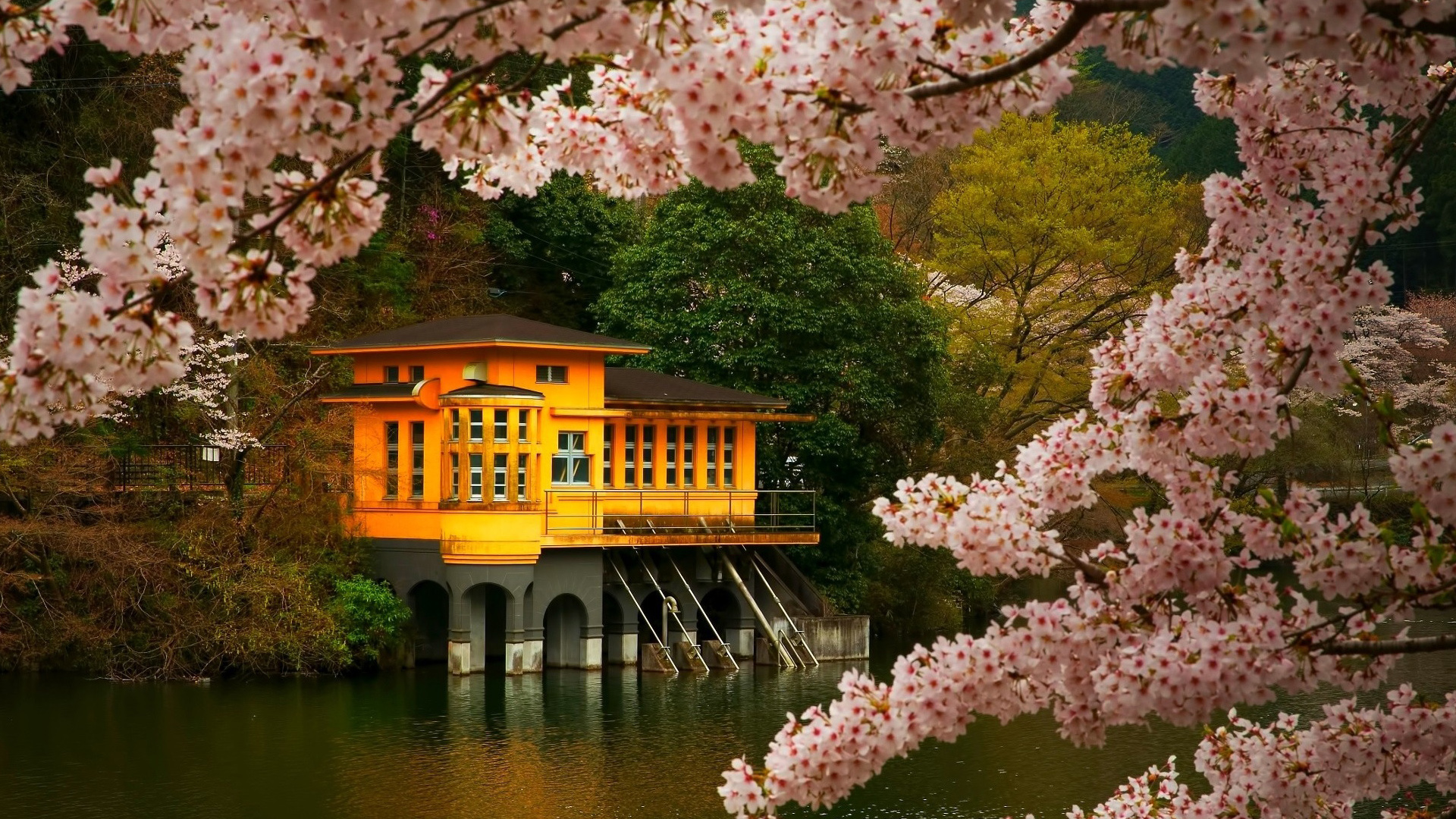 ['樱花 风景 高清 桌面壁纸 唯美']