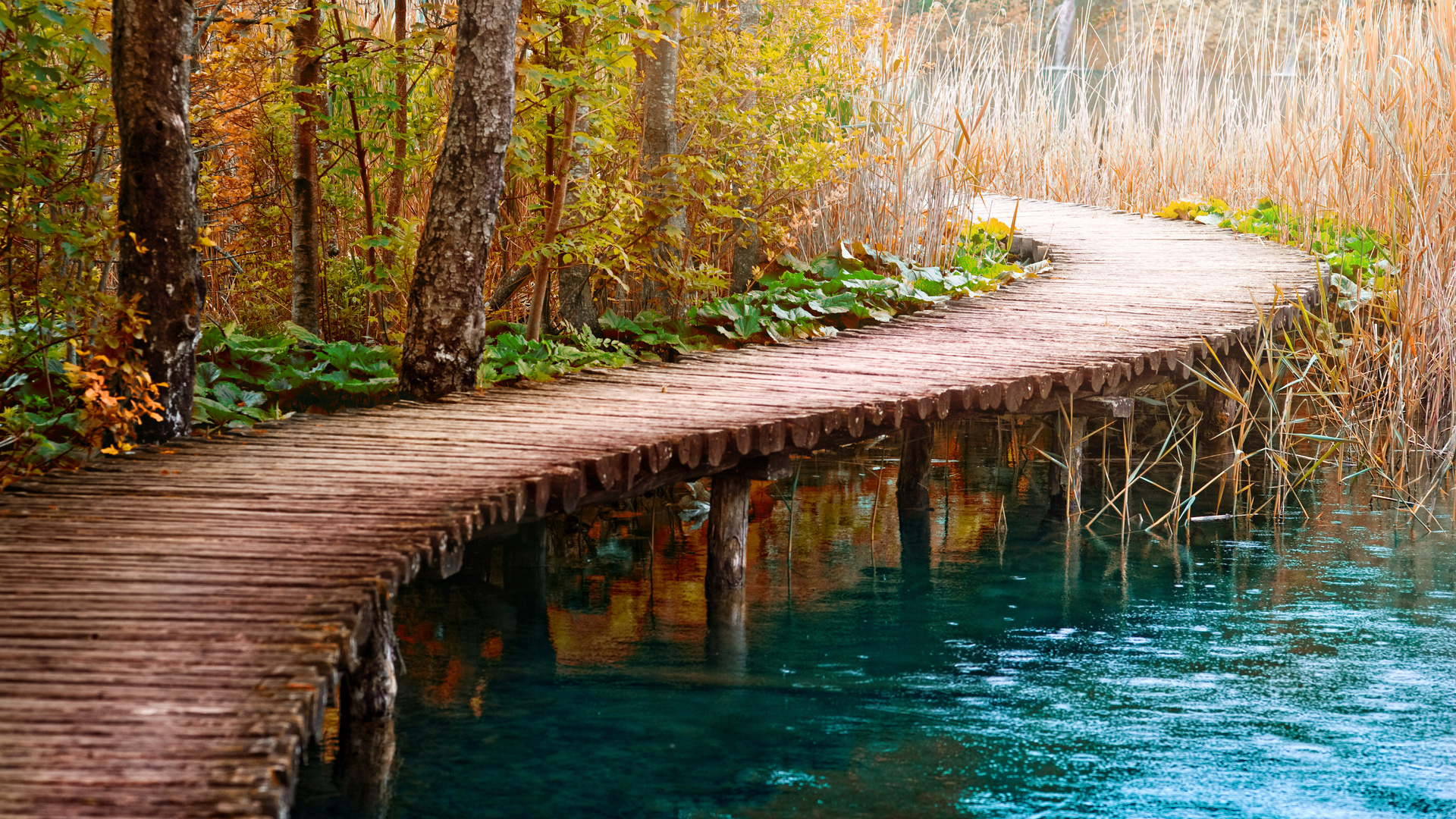 ['木桥 树木 自然河道 溪流风景 高清壁纸']