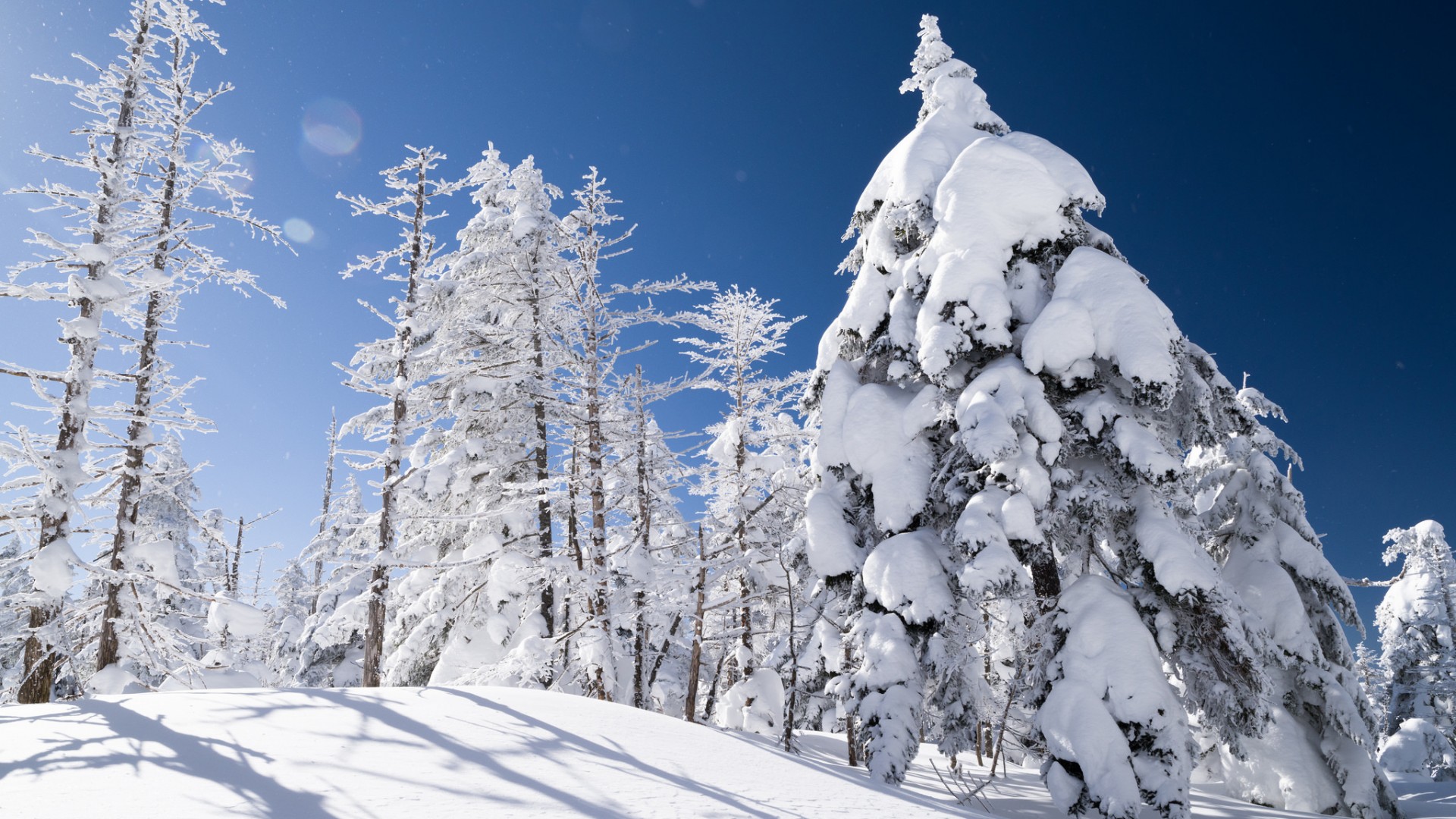 ['冬天 云杉树 雪景 边坡 自然风光 高清壁纸']