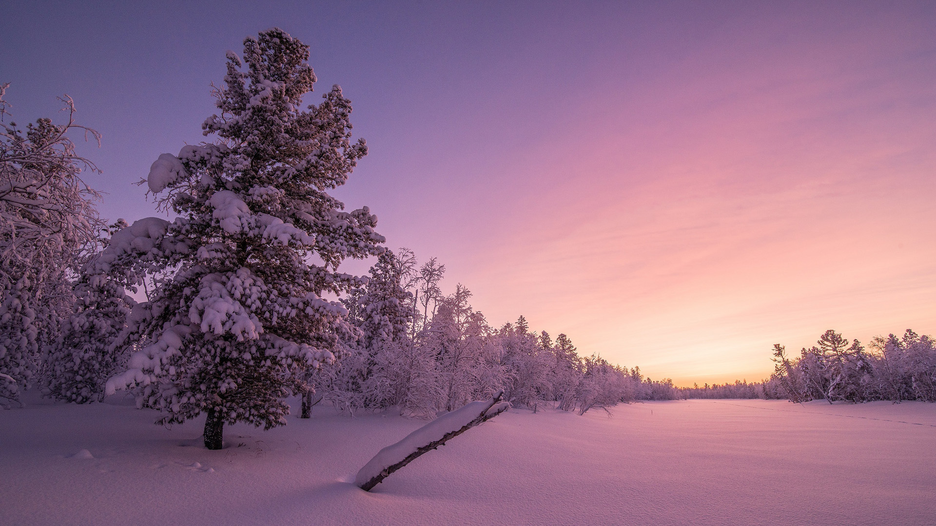 ['冬季雪景 林海天空 高清风景壁纸 冬天雪树林桌面壁纸']