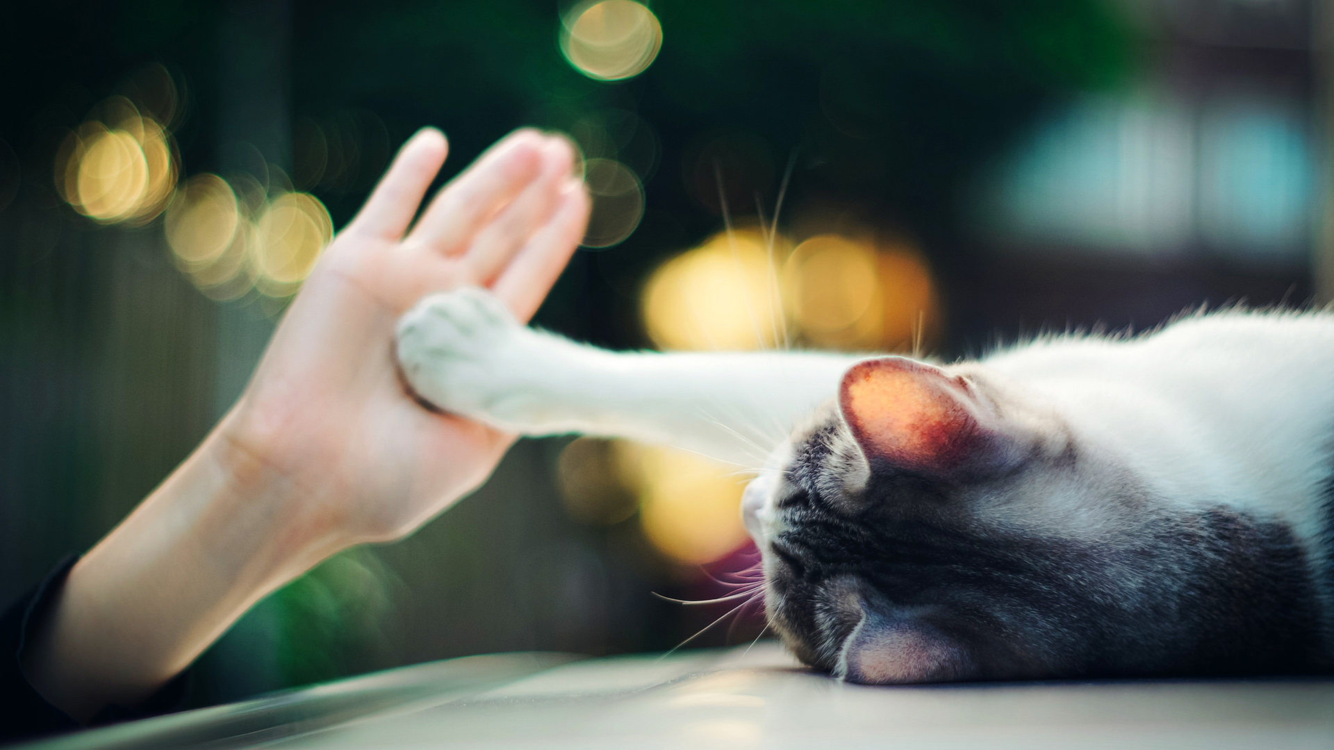 ['女孩 猫 手部特写 可爱 唯美壁纸']