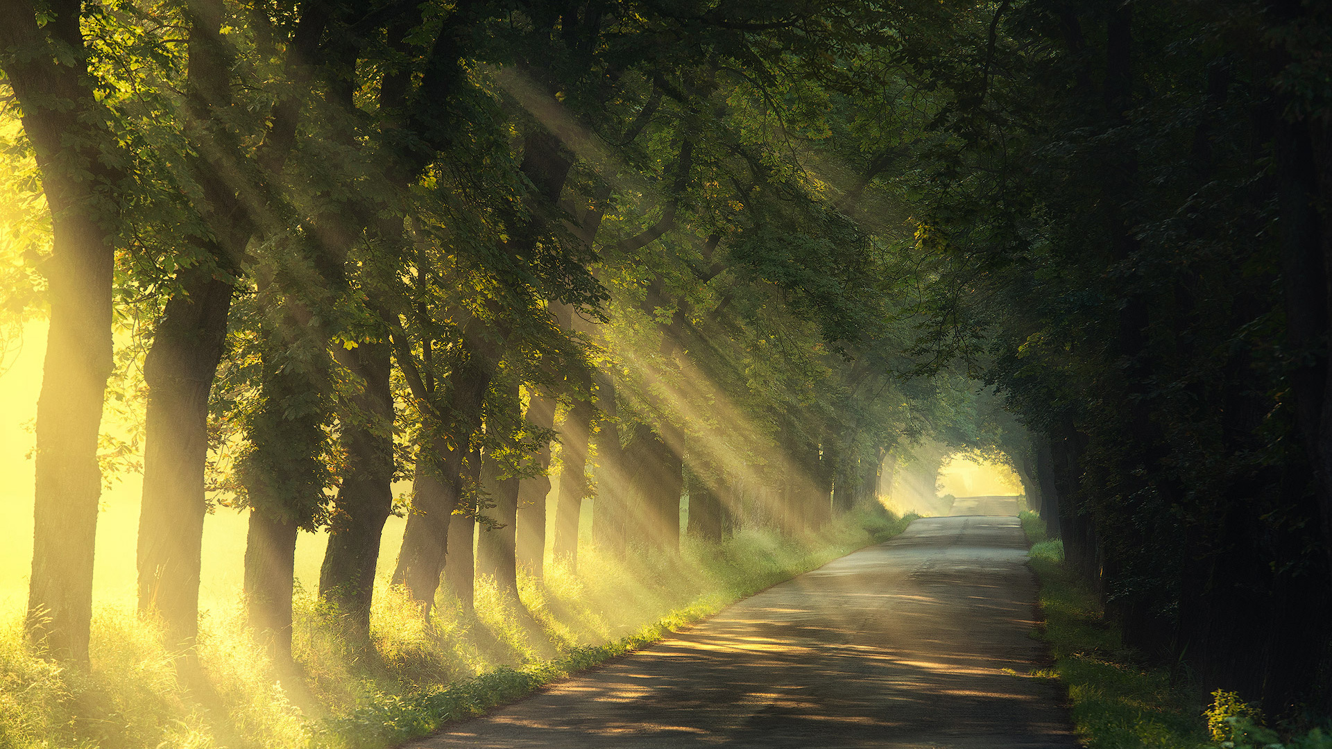 ['夏天 道路 树木 阳光 风景 桌面壁纸']