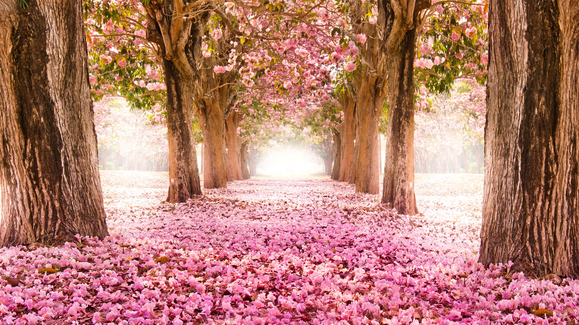 ['粉红色樱花小道 桌面壁纸 高清粉色风景 唯美樱花背景 设计素材 背景图片']