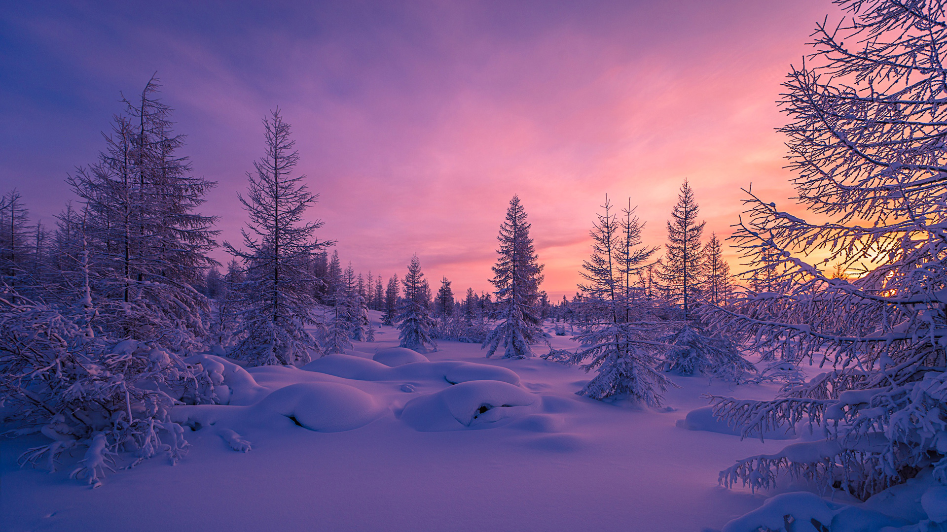 ['冬季雪景森林树木自然风景壁纸']