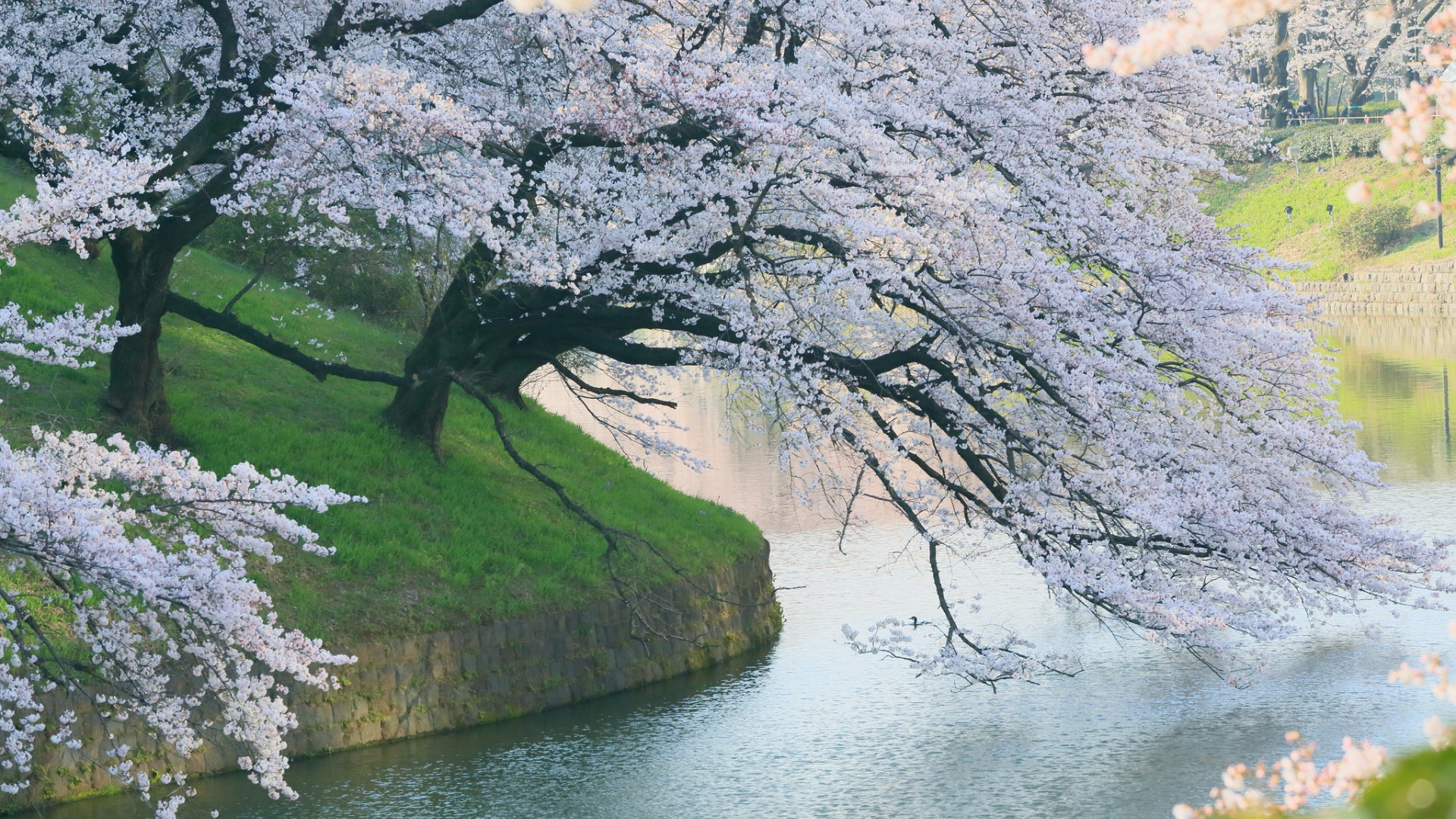 ['樱桃树 春天 开花 自然公园 河流 风景壁纸']