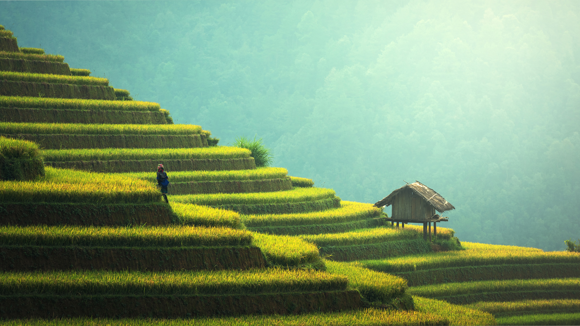 ['水稻梯田 妇女 风景壁纸 梯田风光 劳作场景 田园风光']