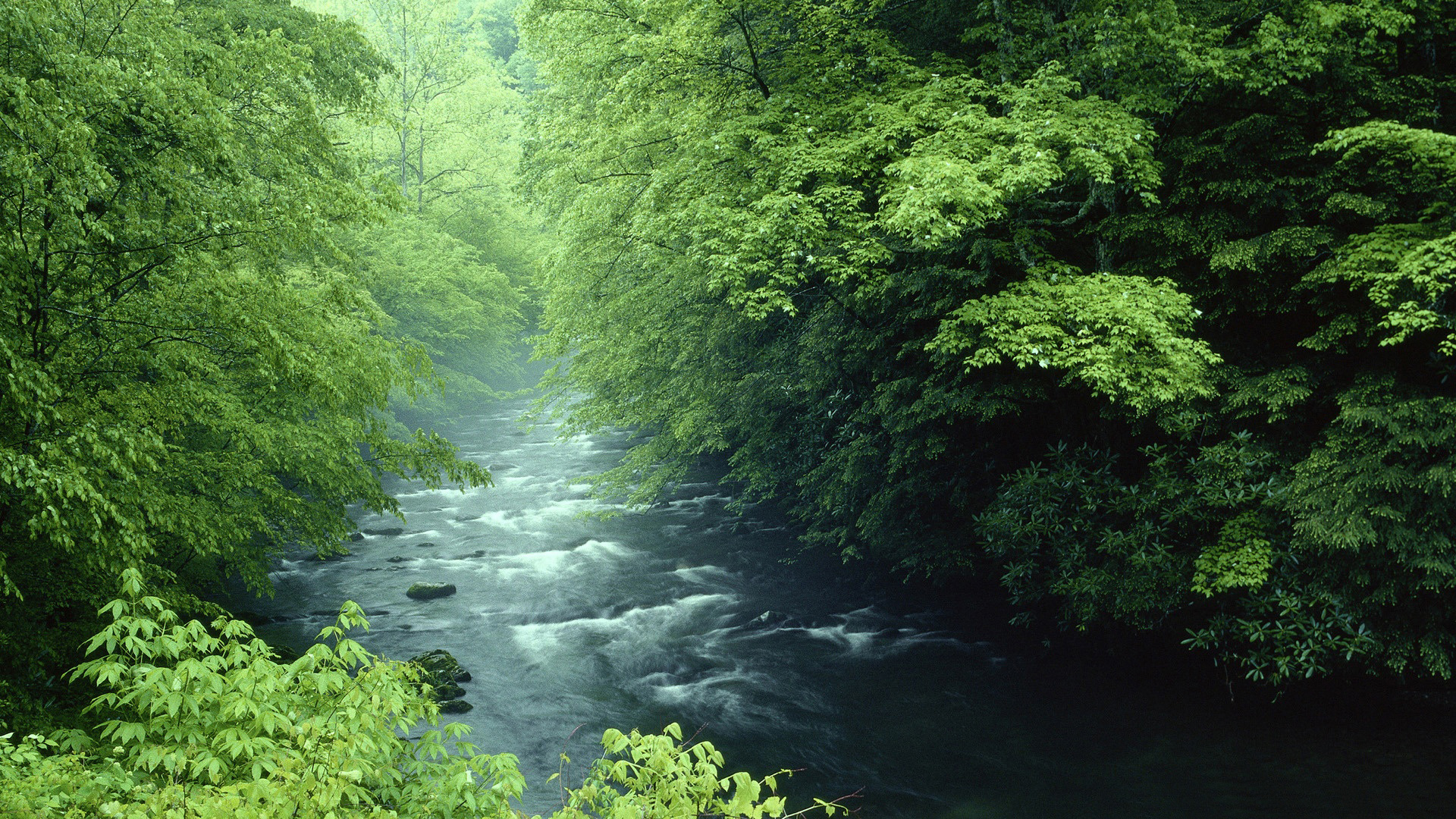 ['绿色 护眼 自然风景 森林小溪 壁纸']