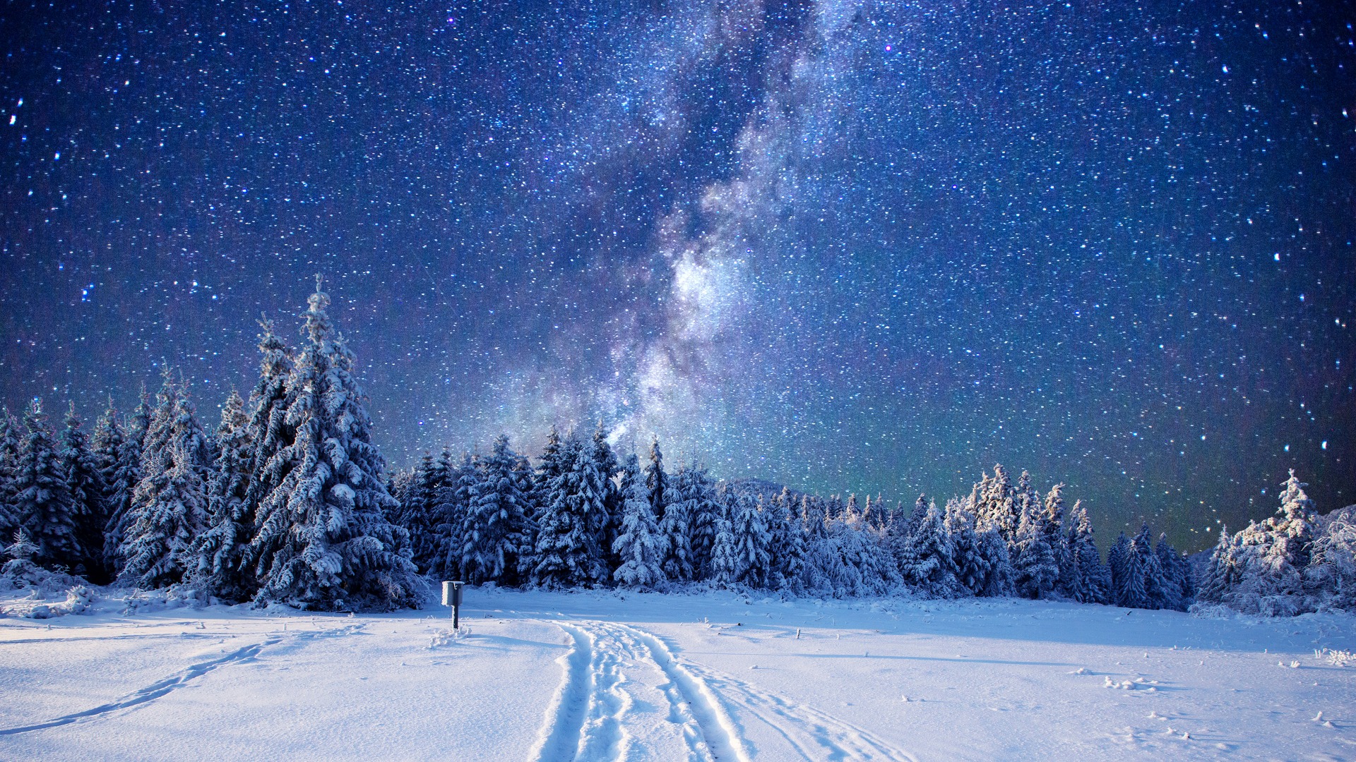 ['冬季森林 雪景 自然风光 桌面壁纸 树木 天空 草地']