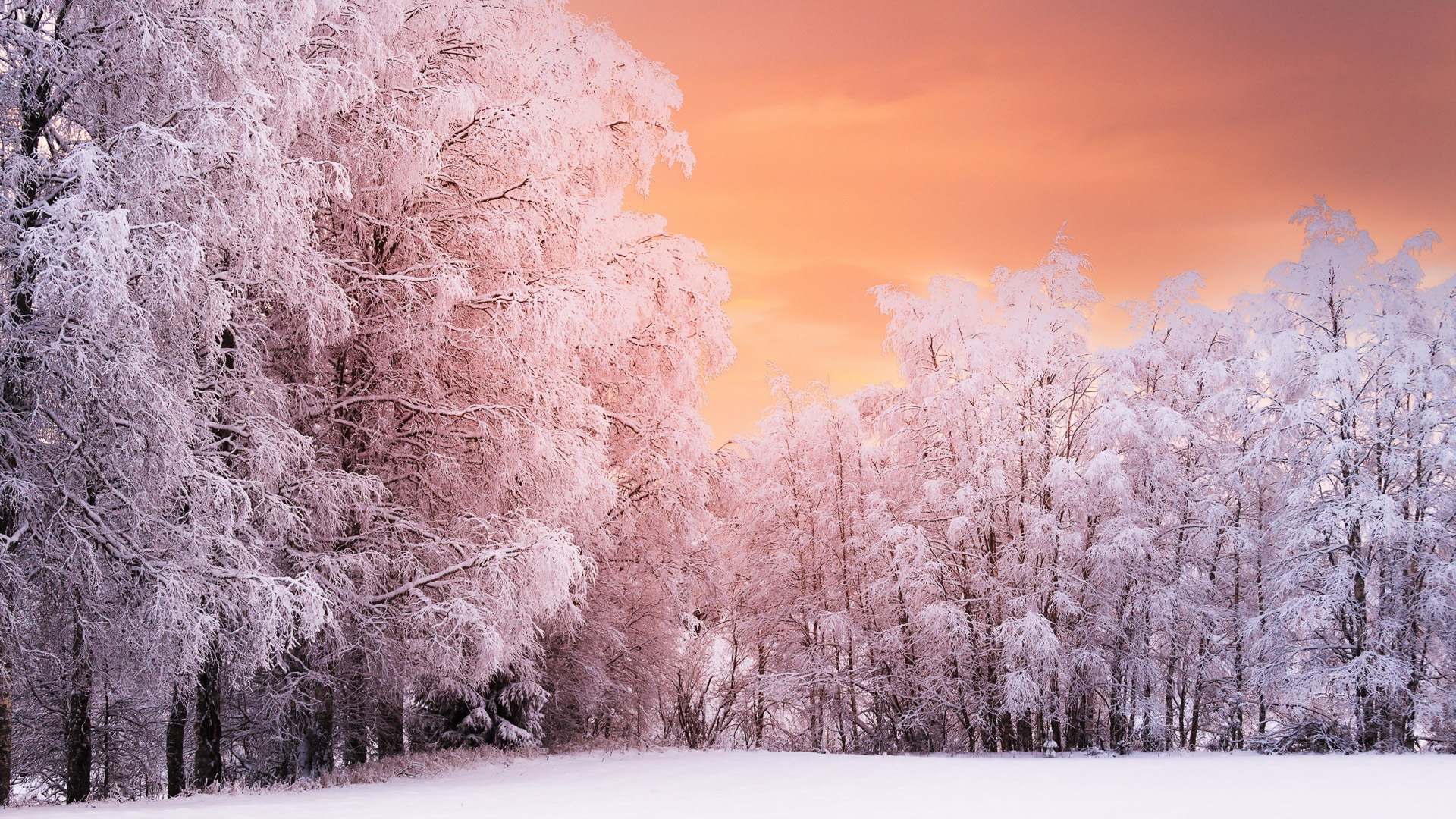 ['冬天 雪景 树木 自然风景 高清桌面壁纸 冬季自然风光 冬日美景 森林雪景']