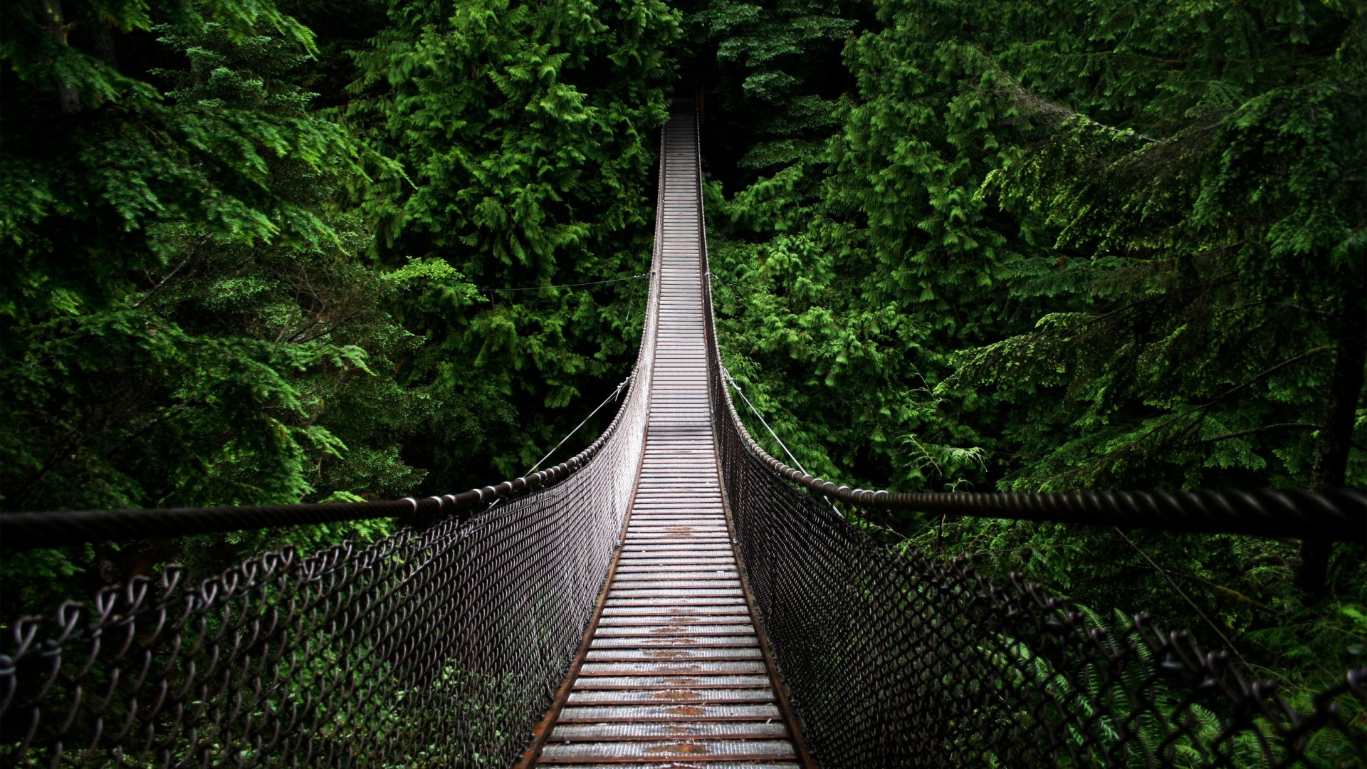 ['森林 树木 自然美景 桌面壁纸']