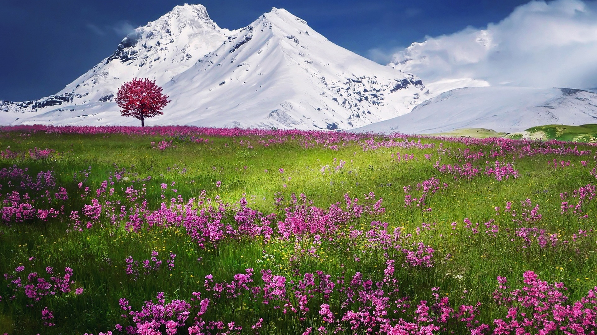 ['薰衣草花海 紫色自然风景 雪山桌面壁纸']
