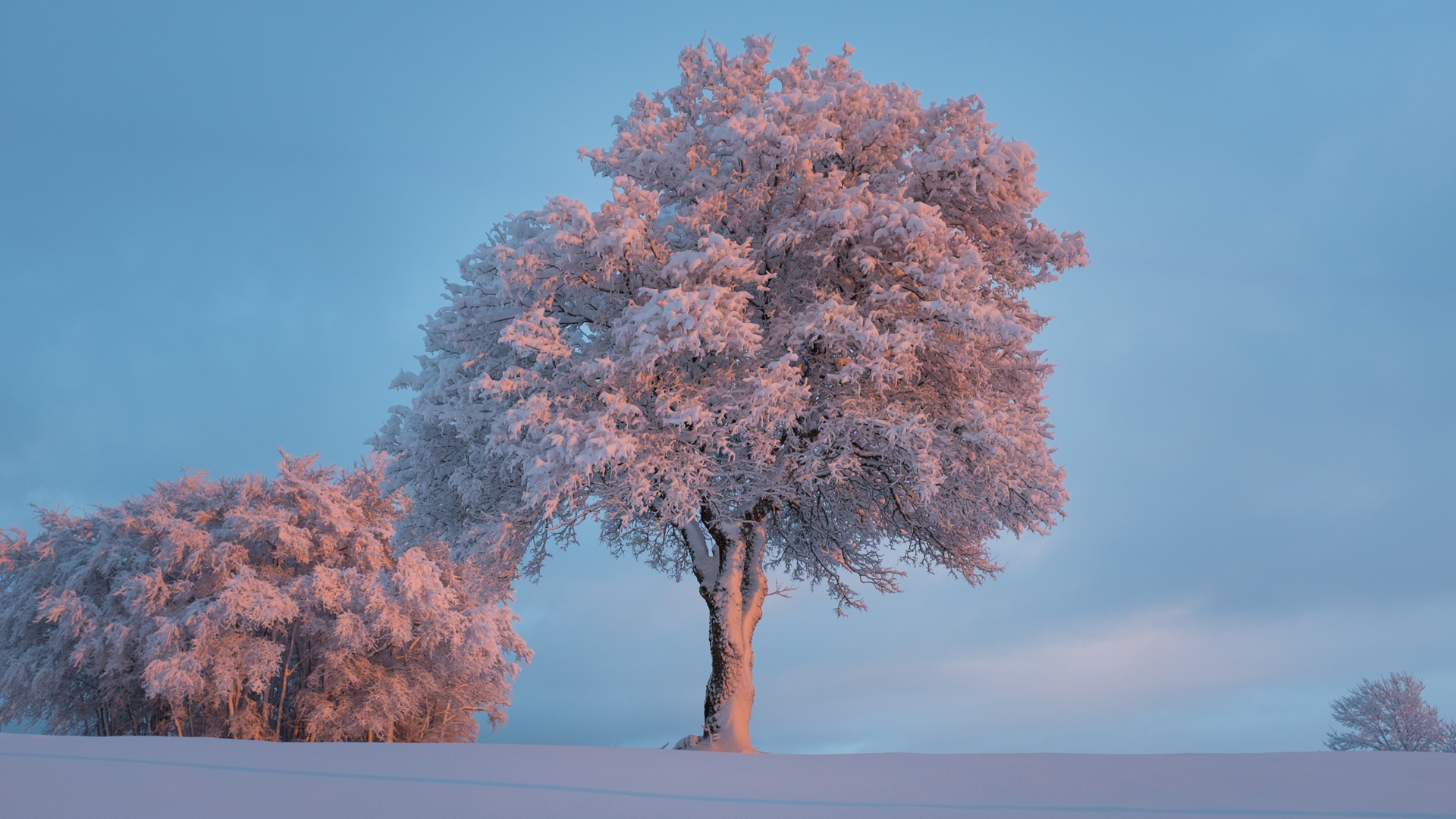 ['冬天 雪景 树木 桌面壁纸']