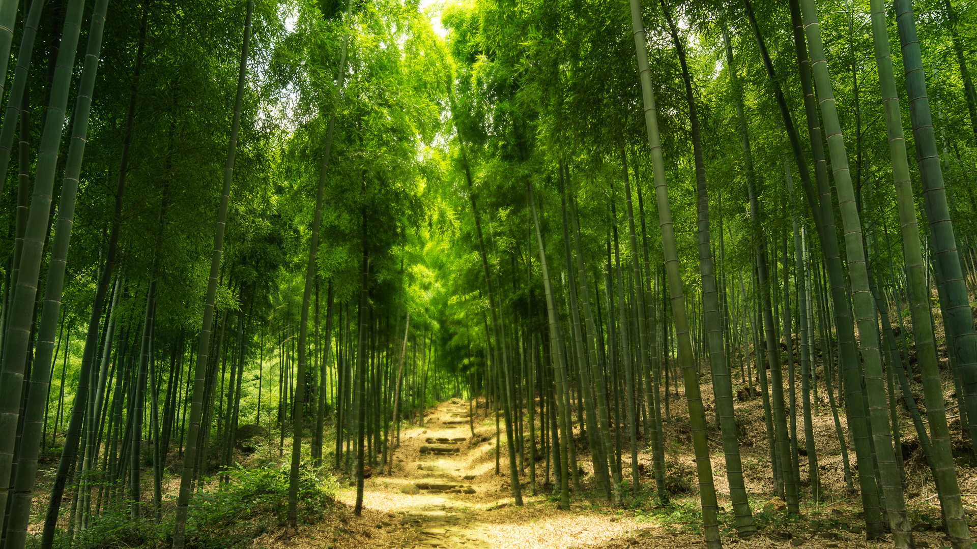 ['绿色 竹林 山路 风景 壁纸 高清 4K 桌面']
