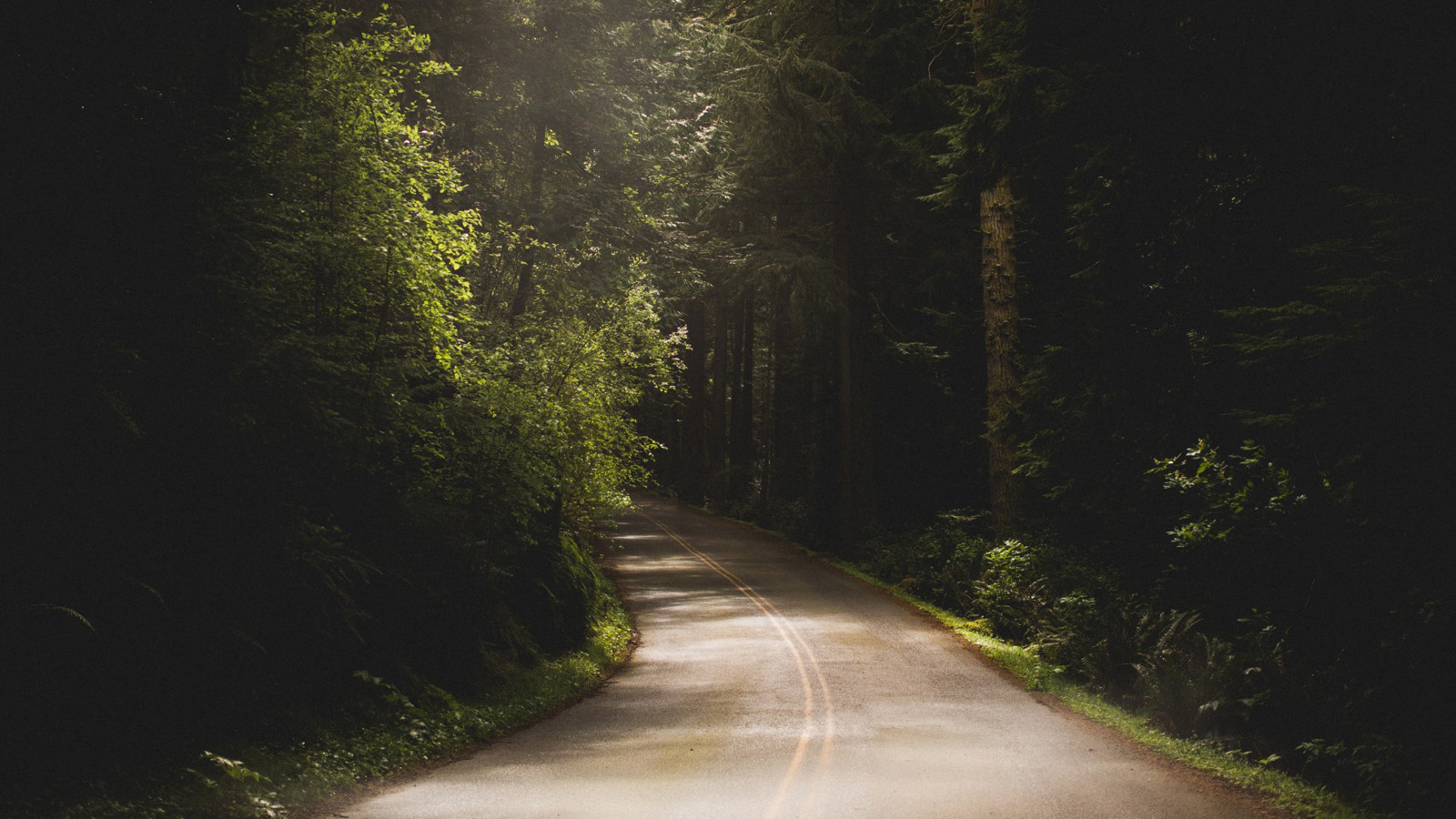 ['公路 柏油路 绿树成荫 自然风景 森林景观 高清壁纸']