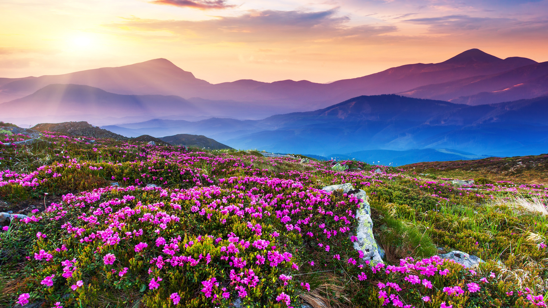 ['自然风景 山峦 鲜花 阳光 桌面壁纸']
