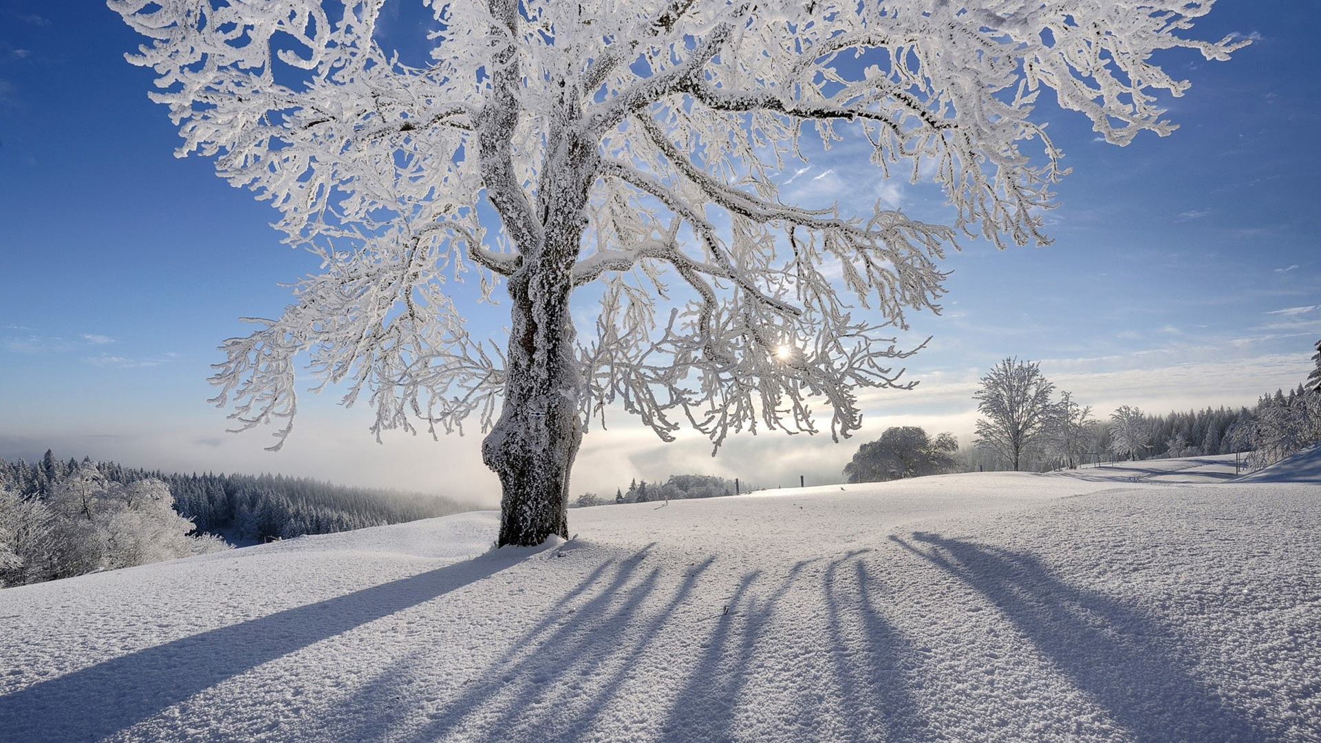 ['冬季 雪景 自然 阳光 树木 高清桌面壁纸']
