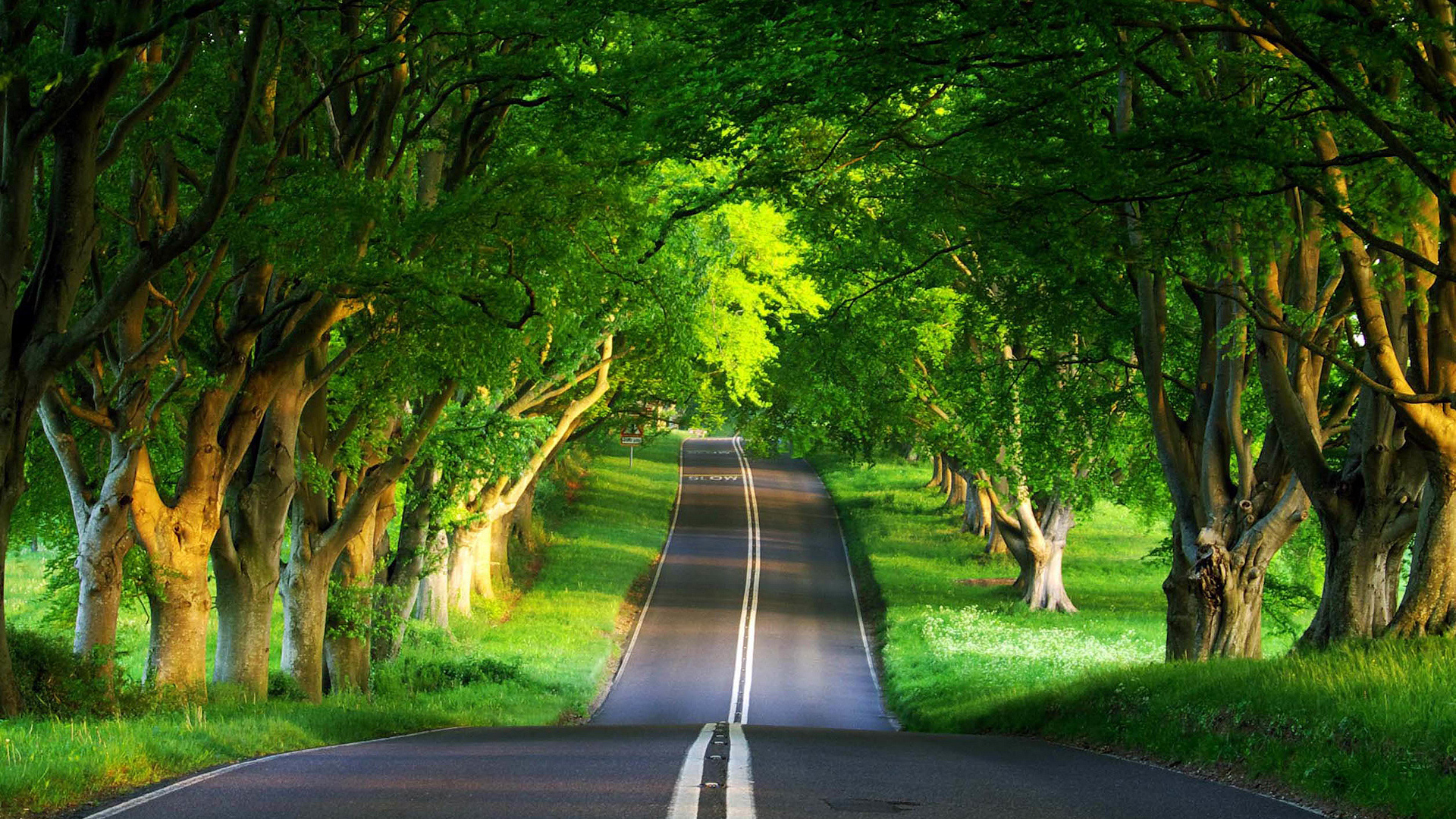 ['林荫大道 夏天 高清自然风景壁纸 森林公路绿色景观']