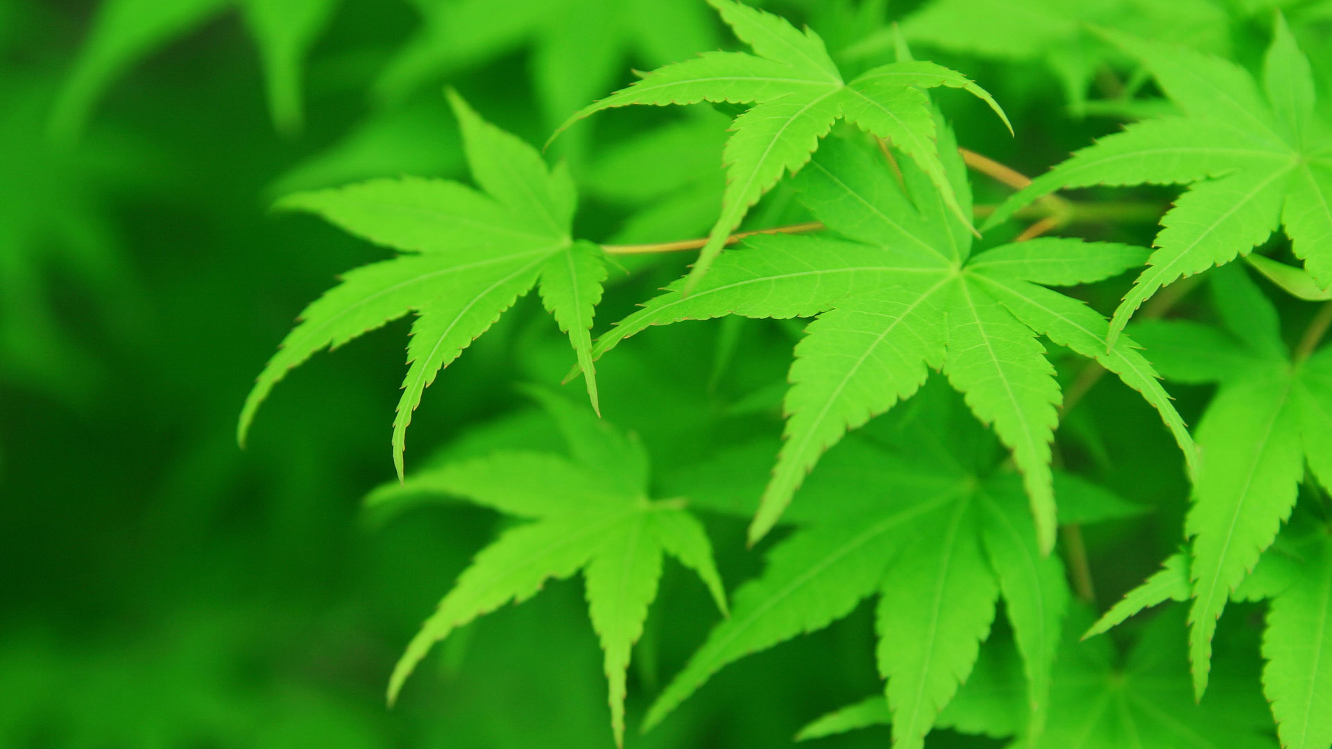 ['绿叶 清新 自然 绿色 护眼 桌面壁纸 植物 背景图片']